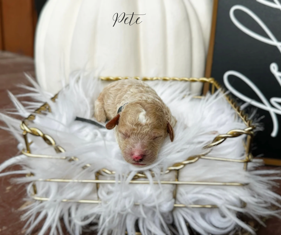 curly coat cavapoos for sale