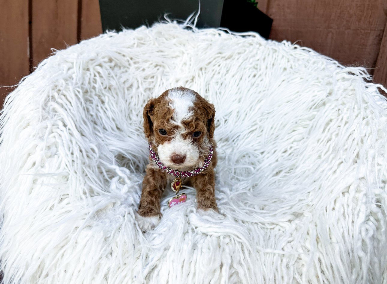 micro mini labradoodle puppies