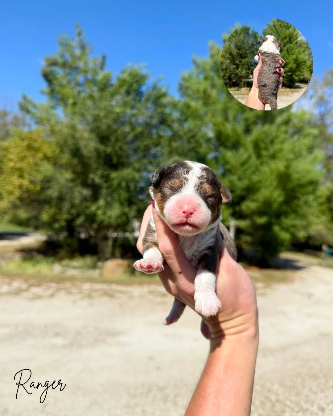 merle mini bernedoodle for adoption