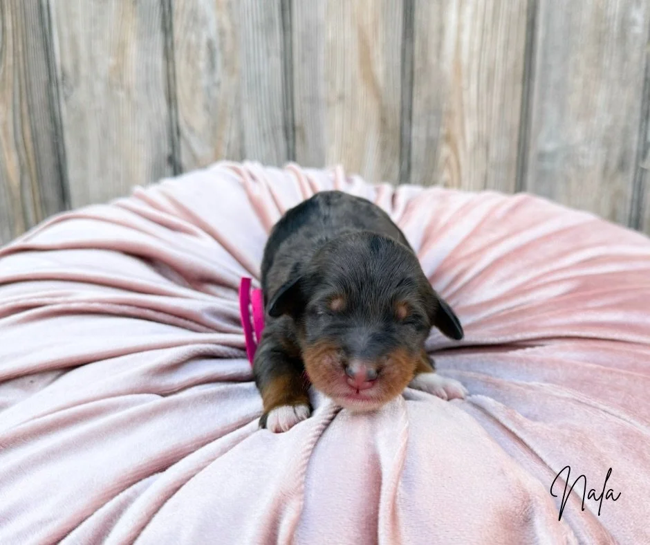 best bernedoodle breeders