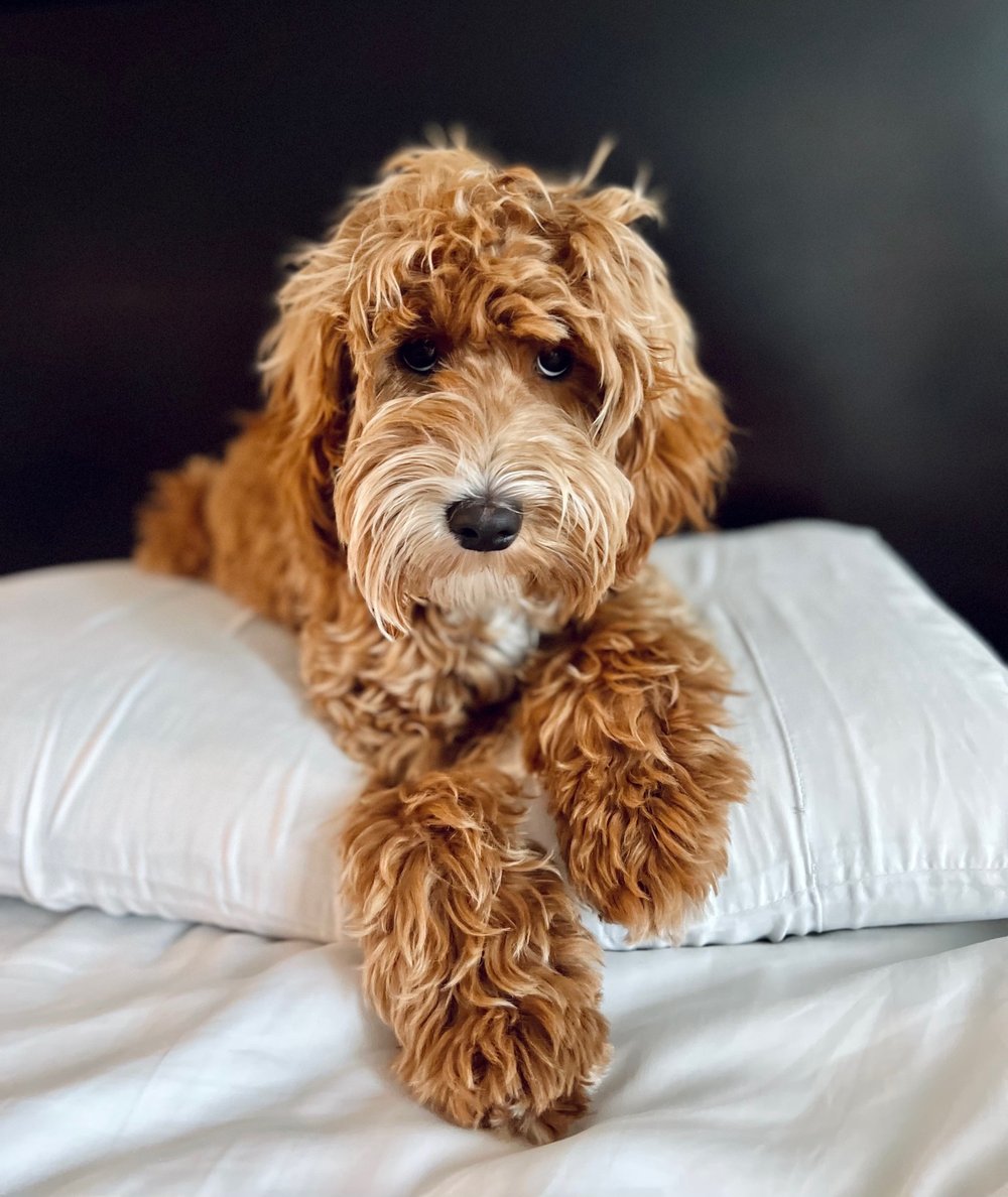 What is an Australian Labradoodle? - DOODLES OF