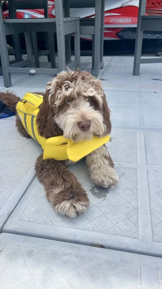 what is chocolate merle doodle