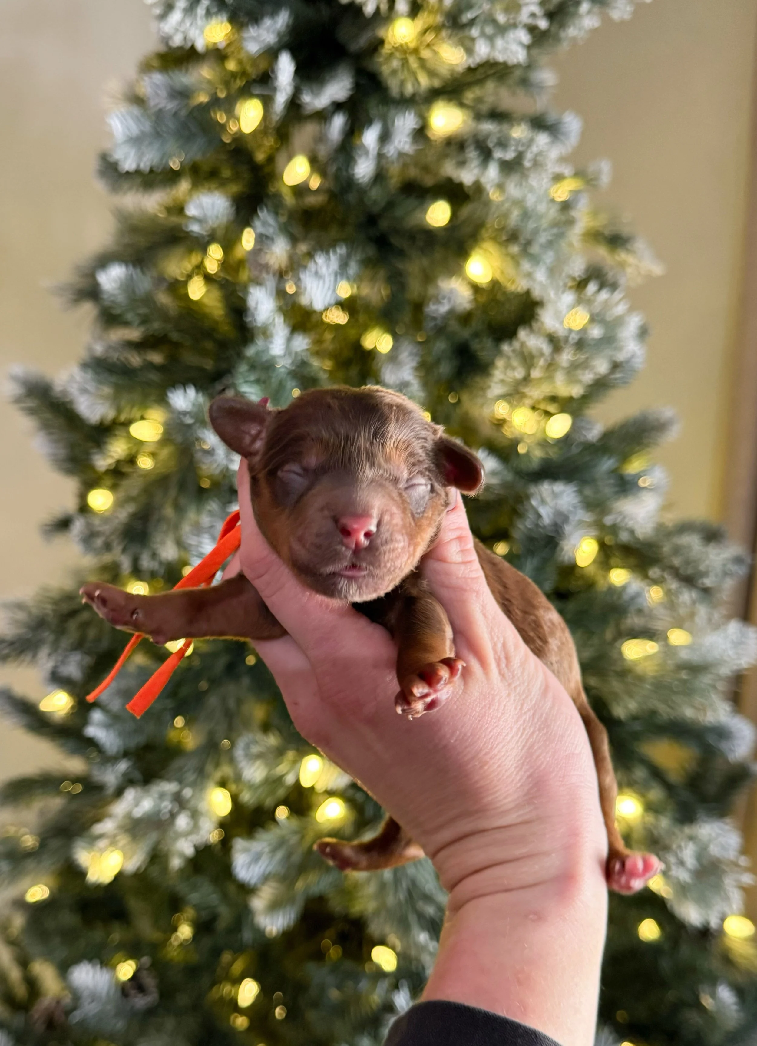 chocolate sable doodles for sale