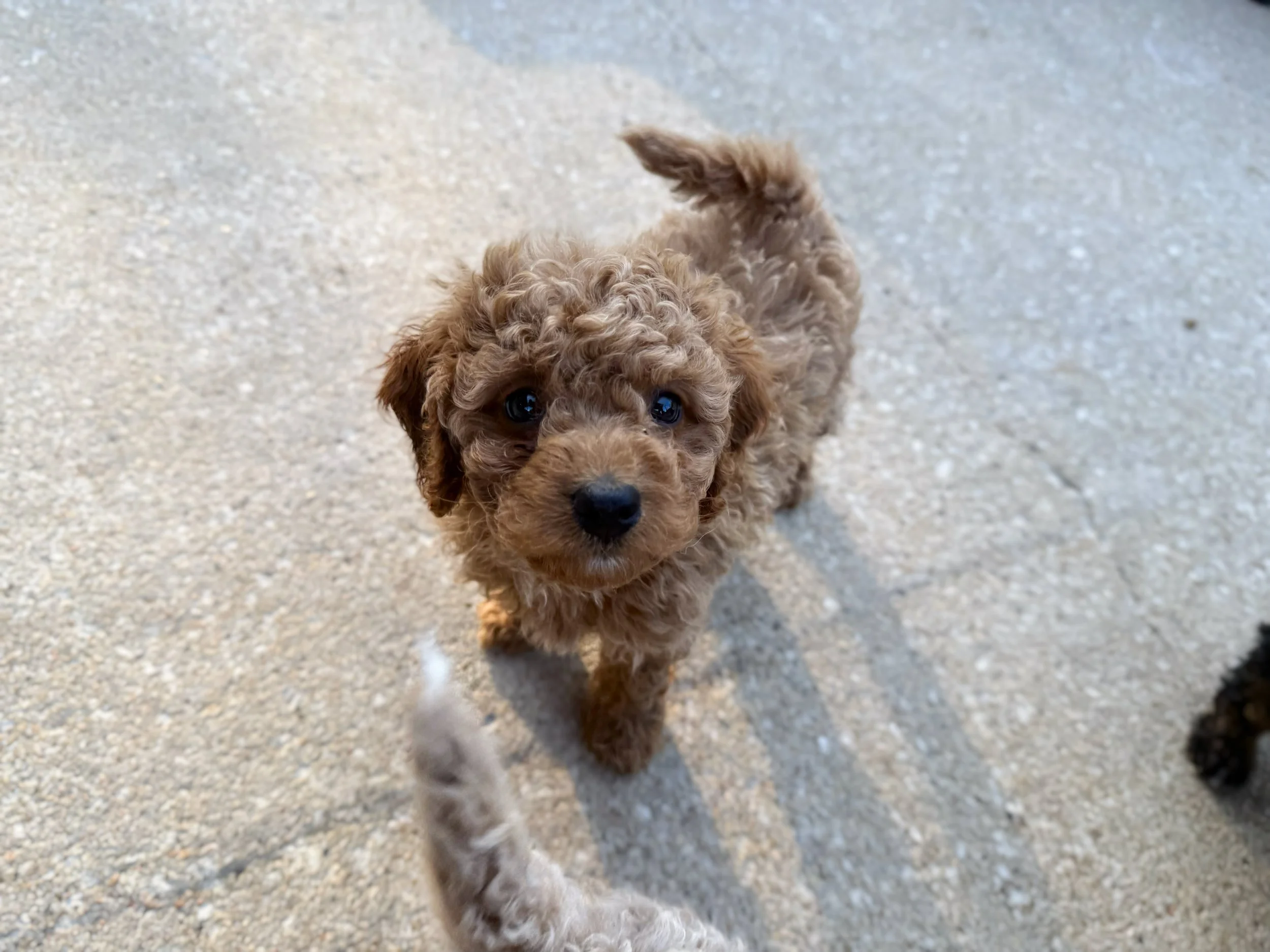 curly haired cavapoo puppy