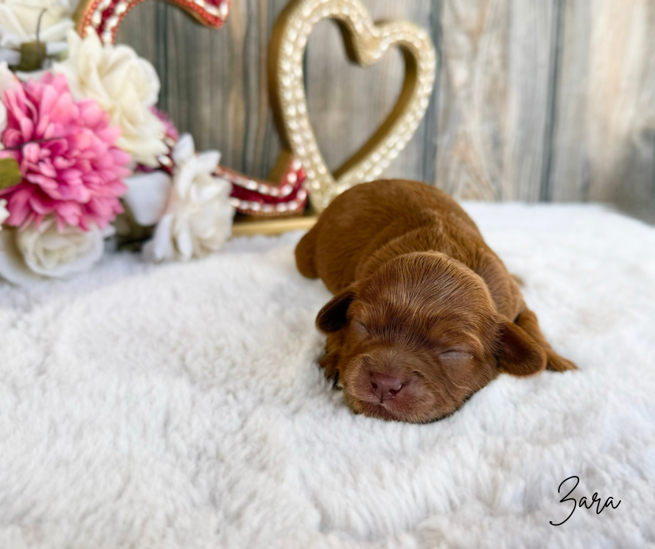 toy cavapoo puppies
