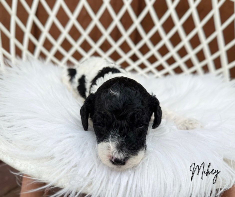 MINI COCKAPOO PUPPY FOR ADOPTION