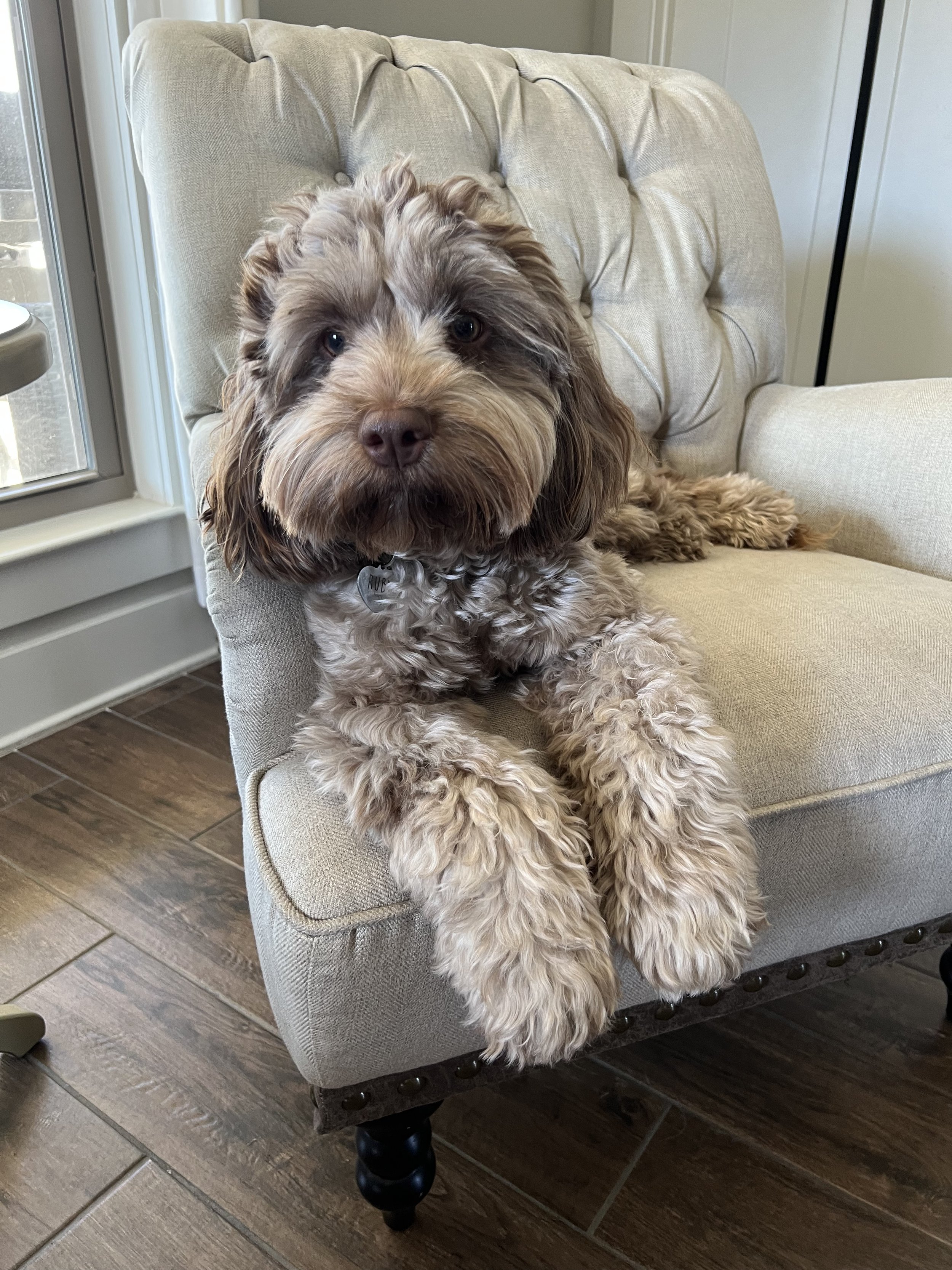 australian labradoodle cockapoo infusion