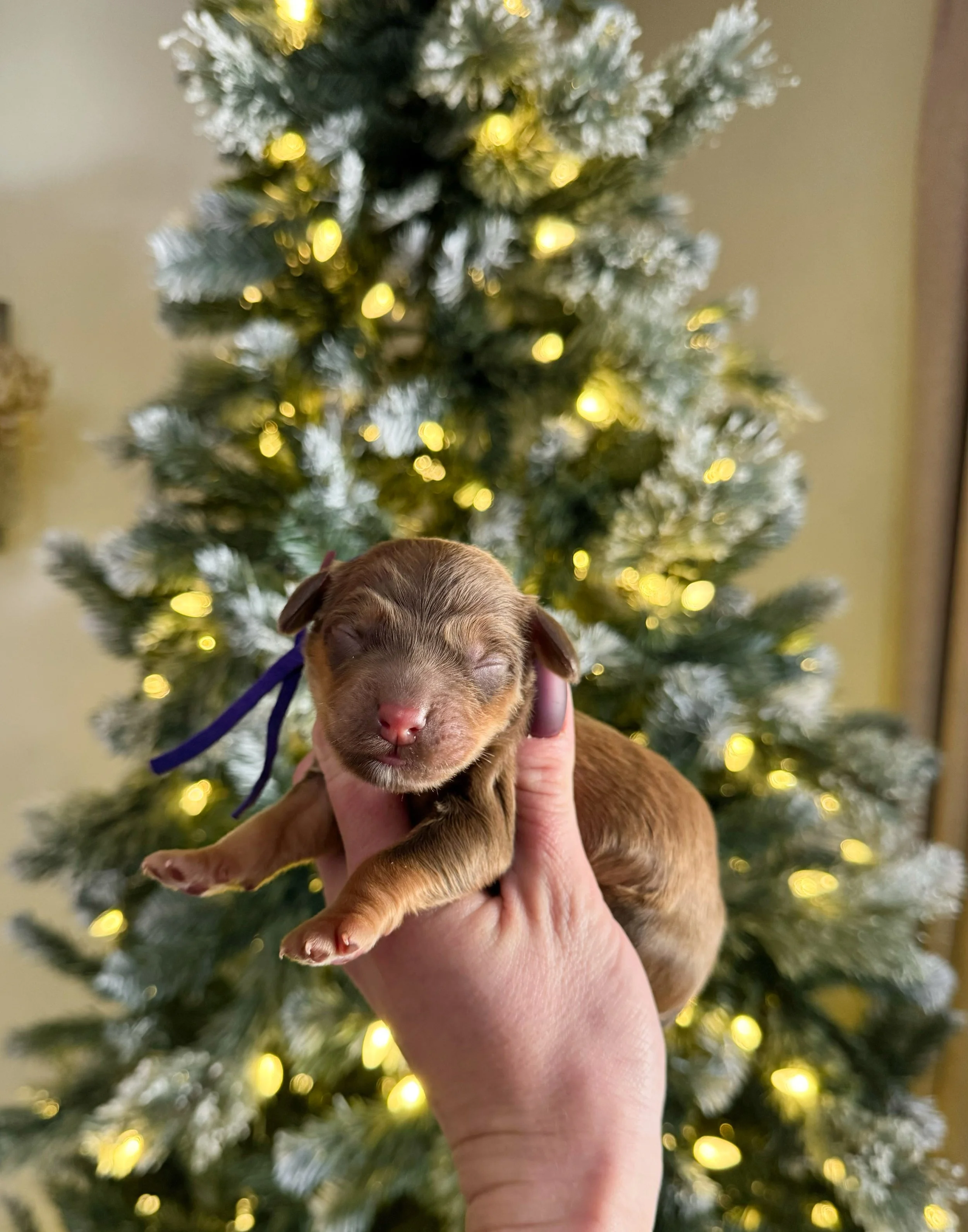sable bernedoodle puppies