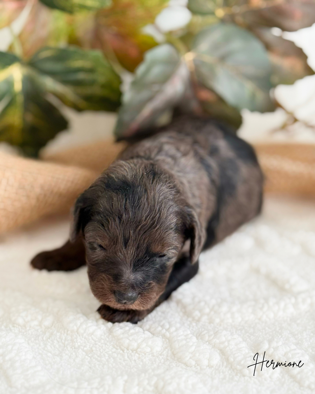 mini cavapoos for adoption