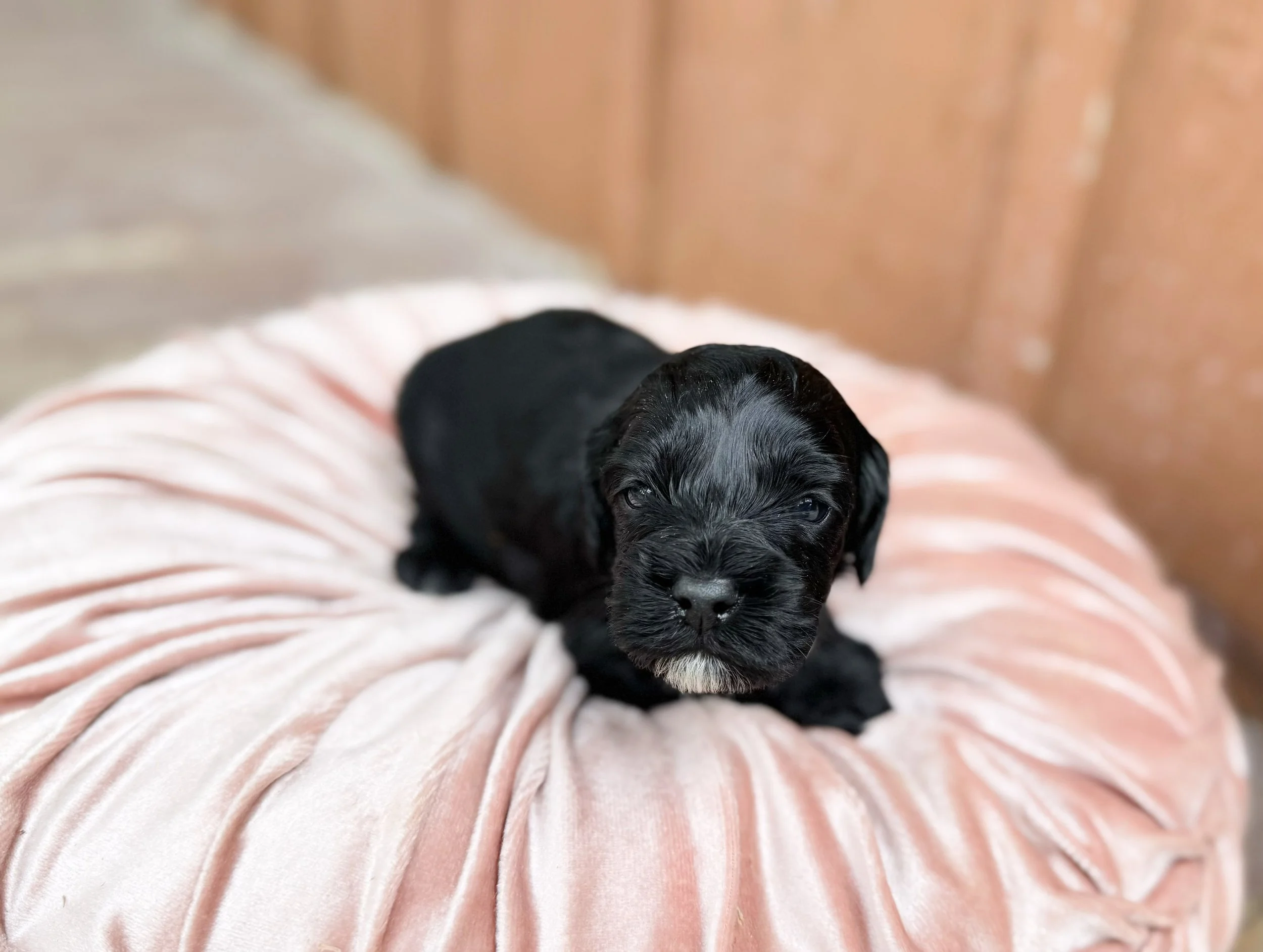 doodles for adoption in texas