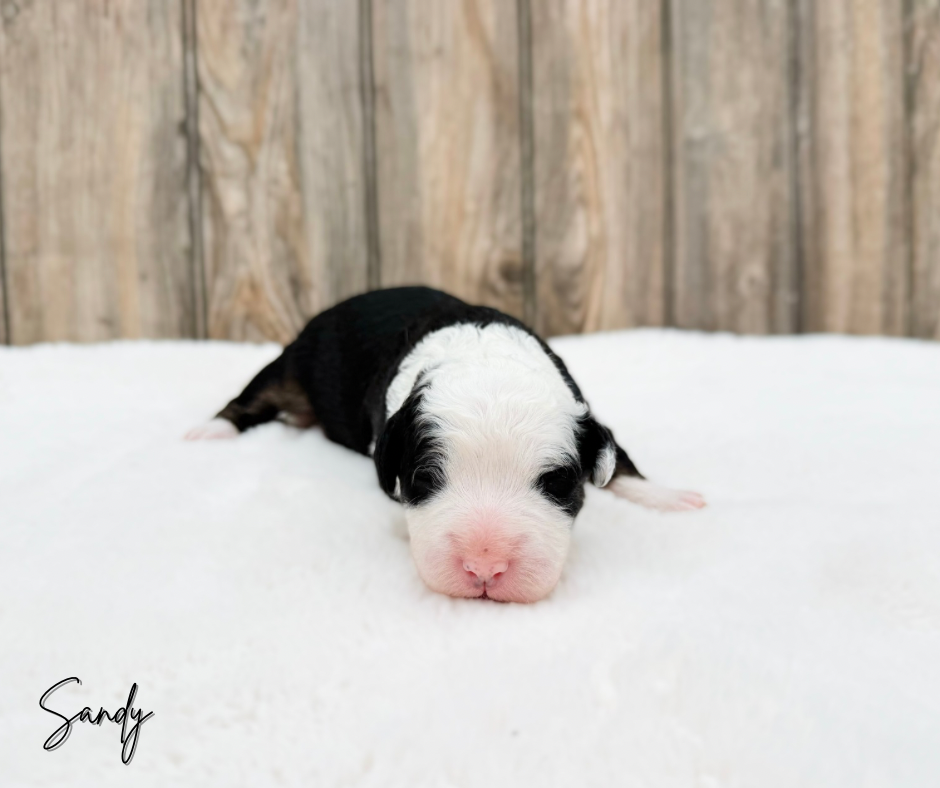 mini bernedoodles for adoption near me