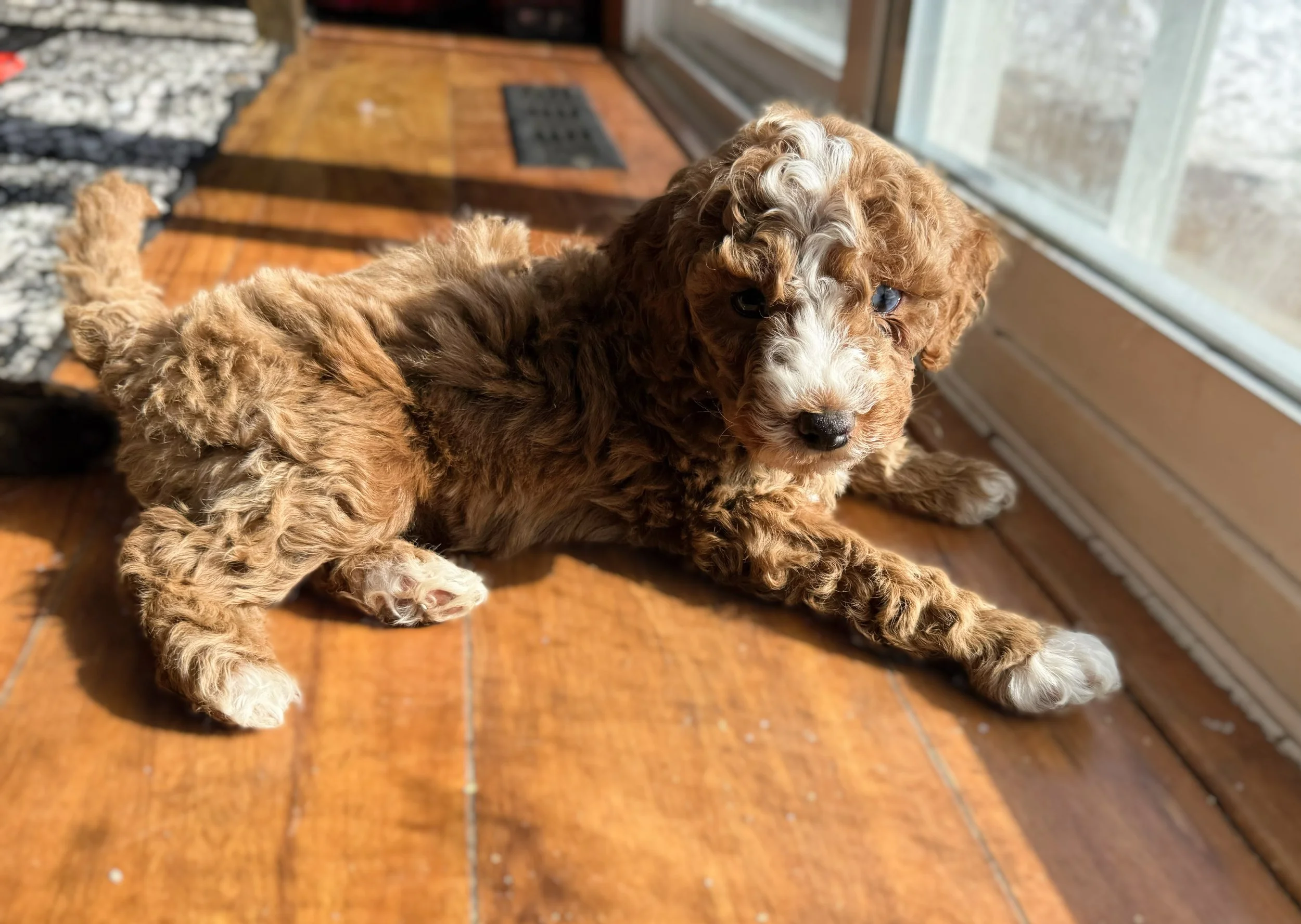 australian labradoodle breeders in kansas