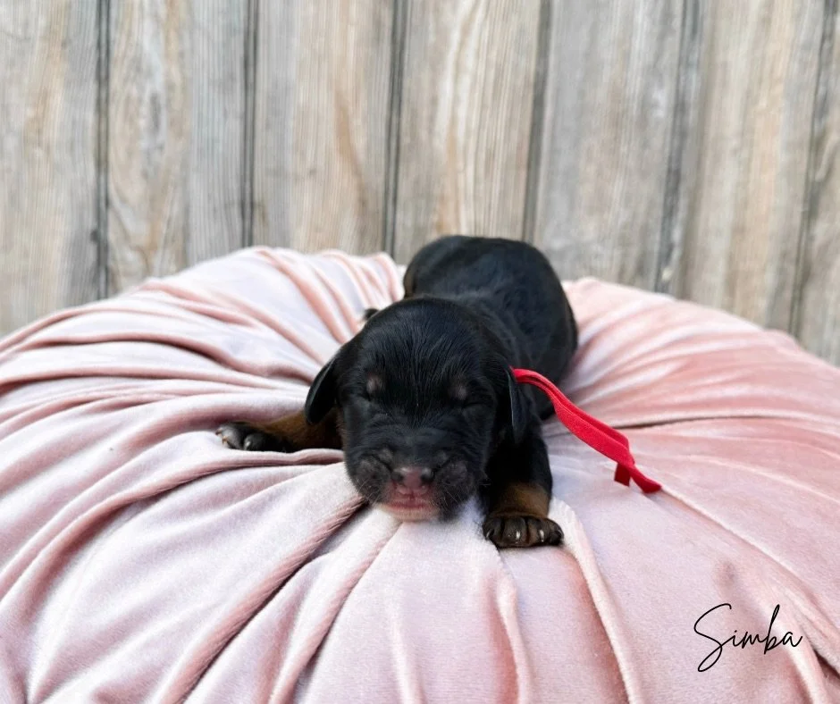 top standard bernedoodle breeders