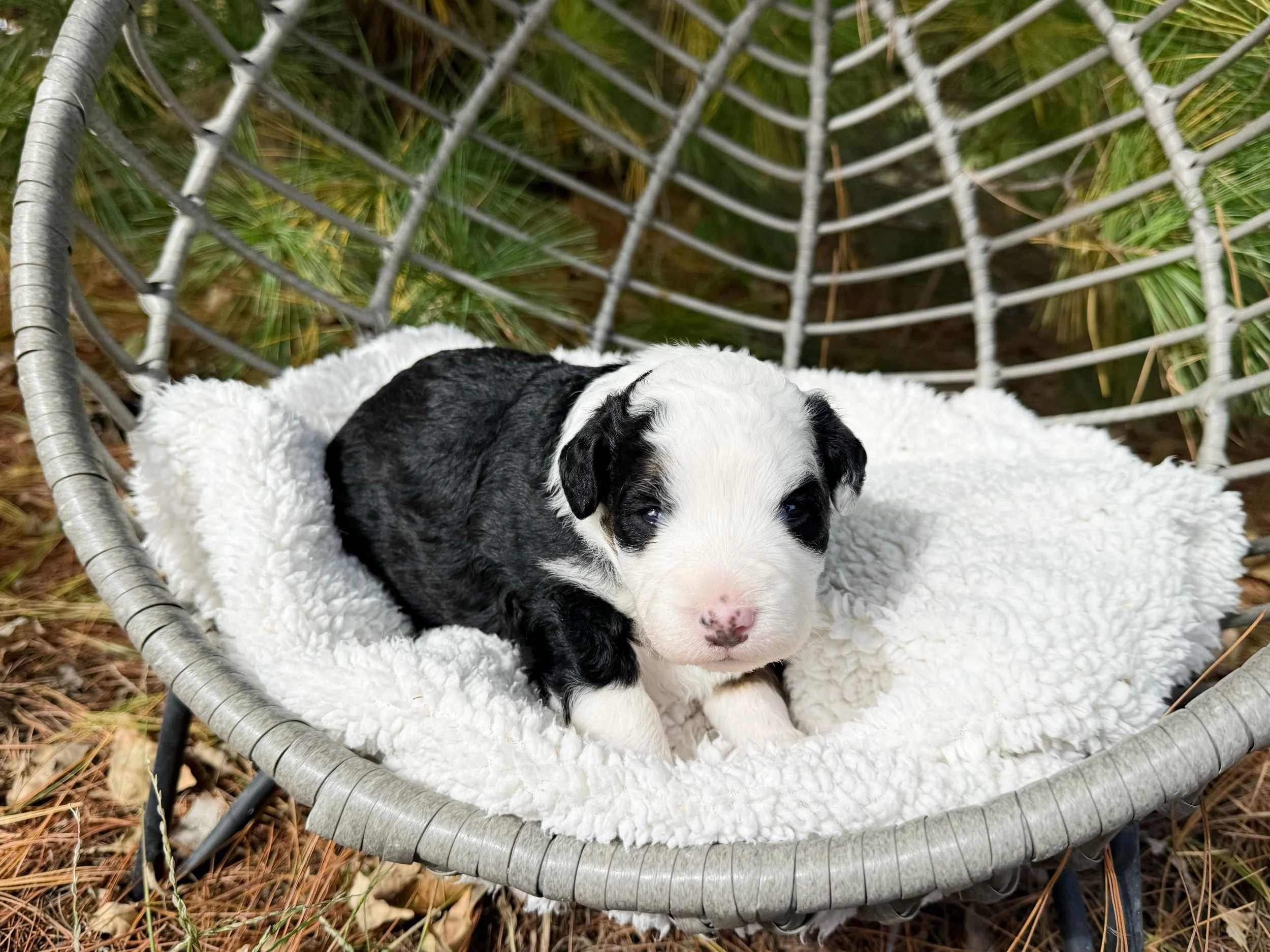 bernedoodles for sale for christmas