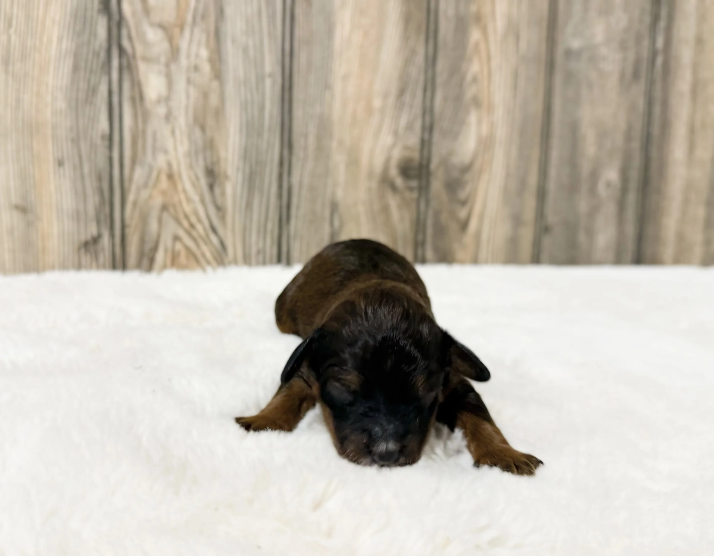 sable cavapoo for sale