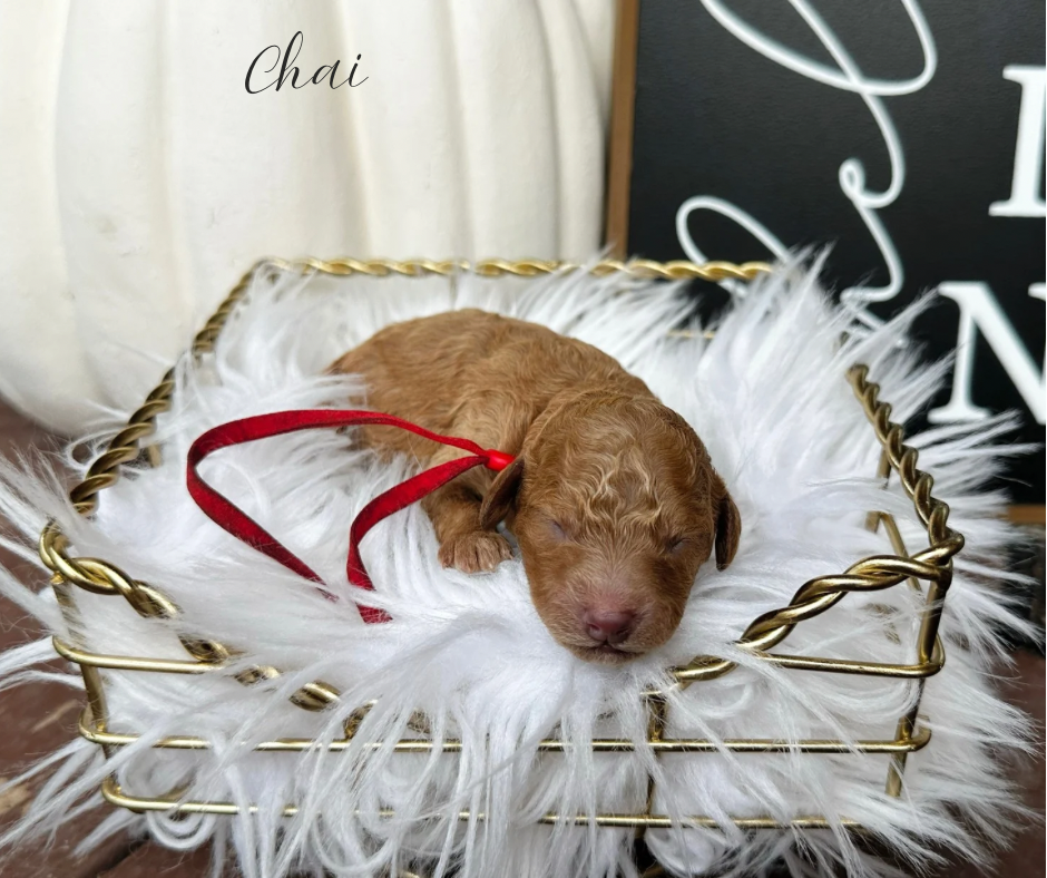 what is a cavoodle