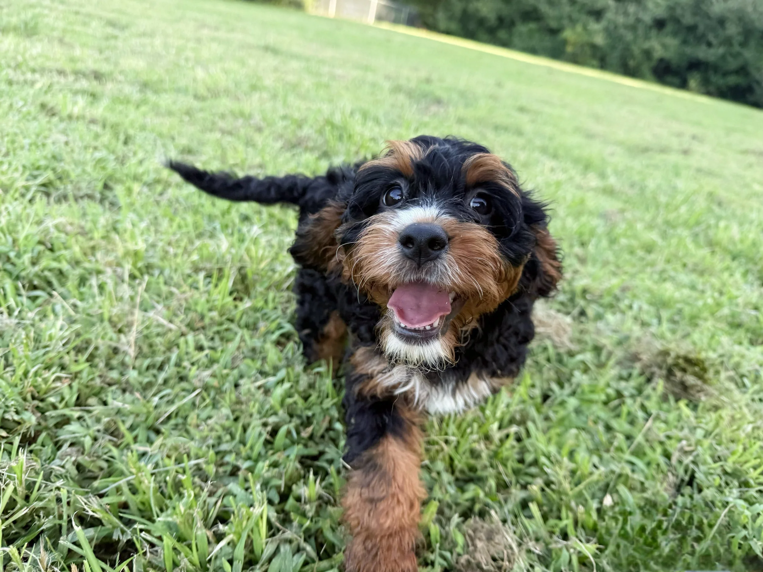 phantom cavapoo puppy