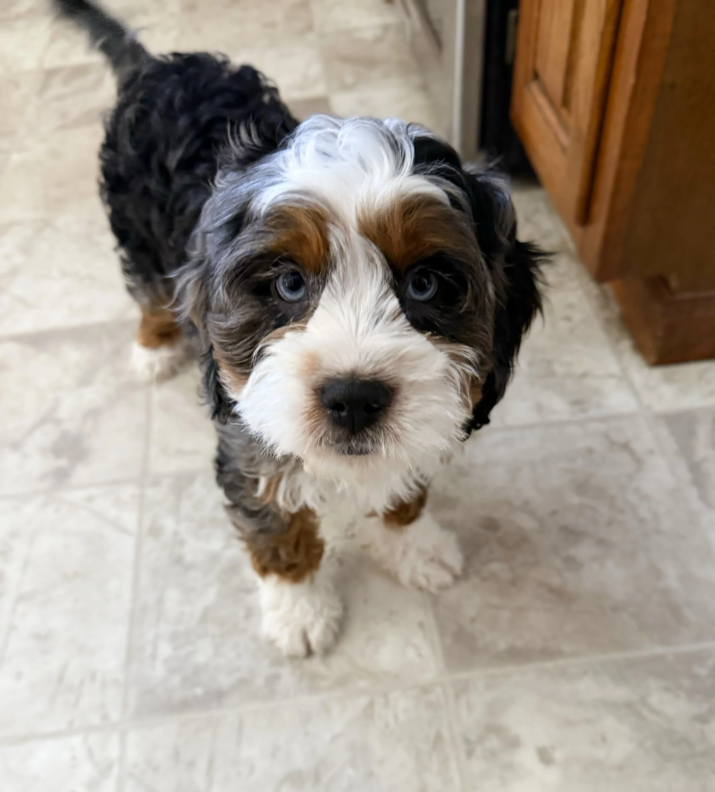 BLUE MERLE CAVAPOO BREEDER