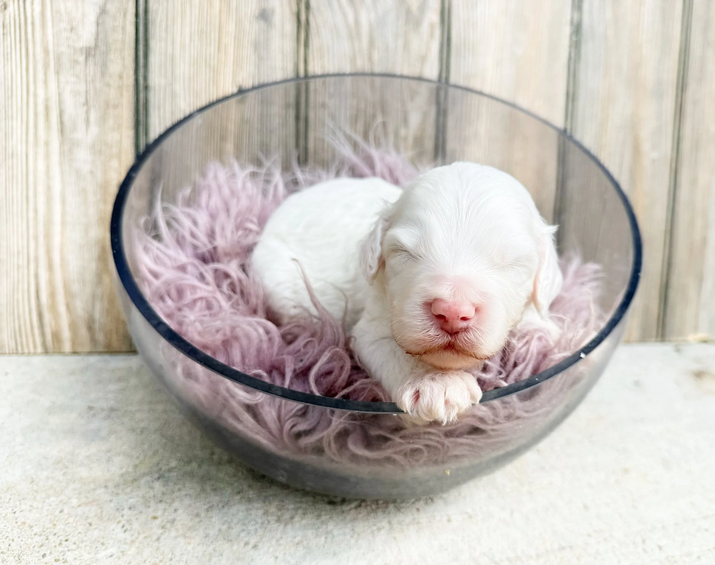 white labradoodle puppy for sale