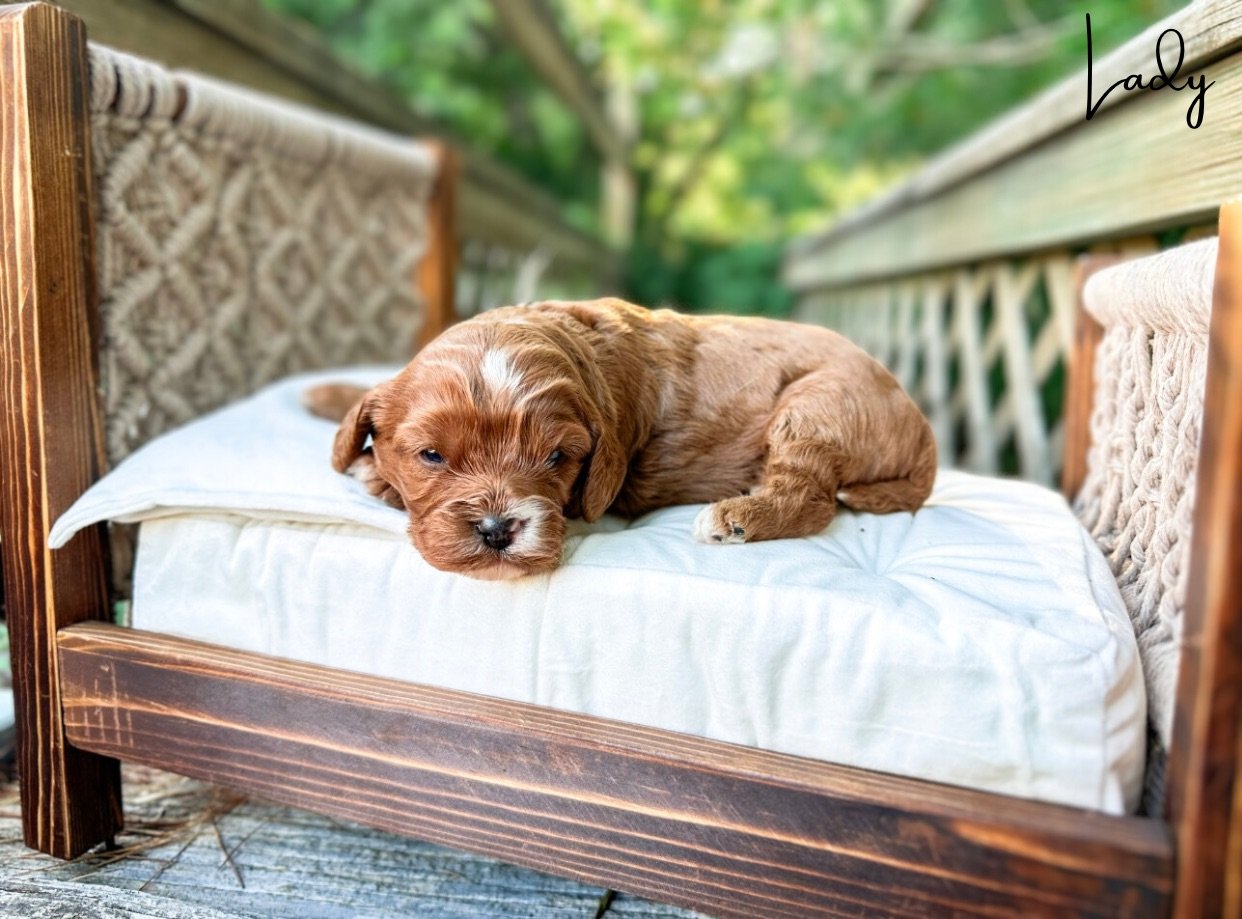 cutest cavapoo puppies