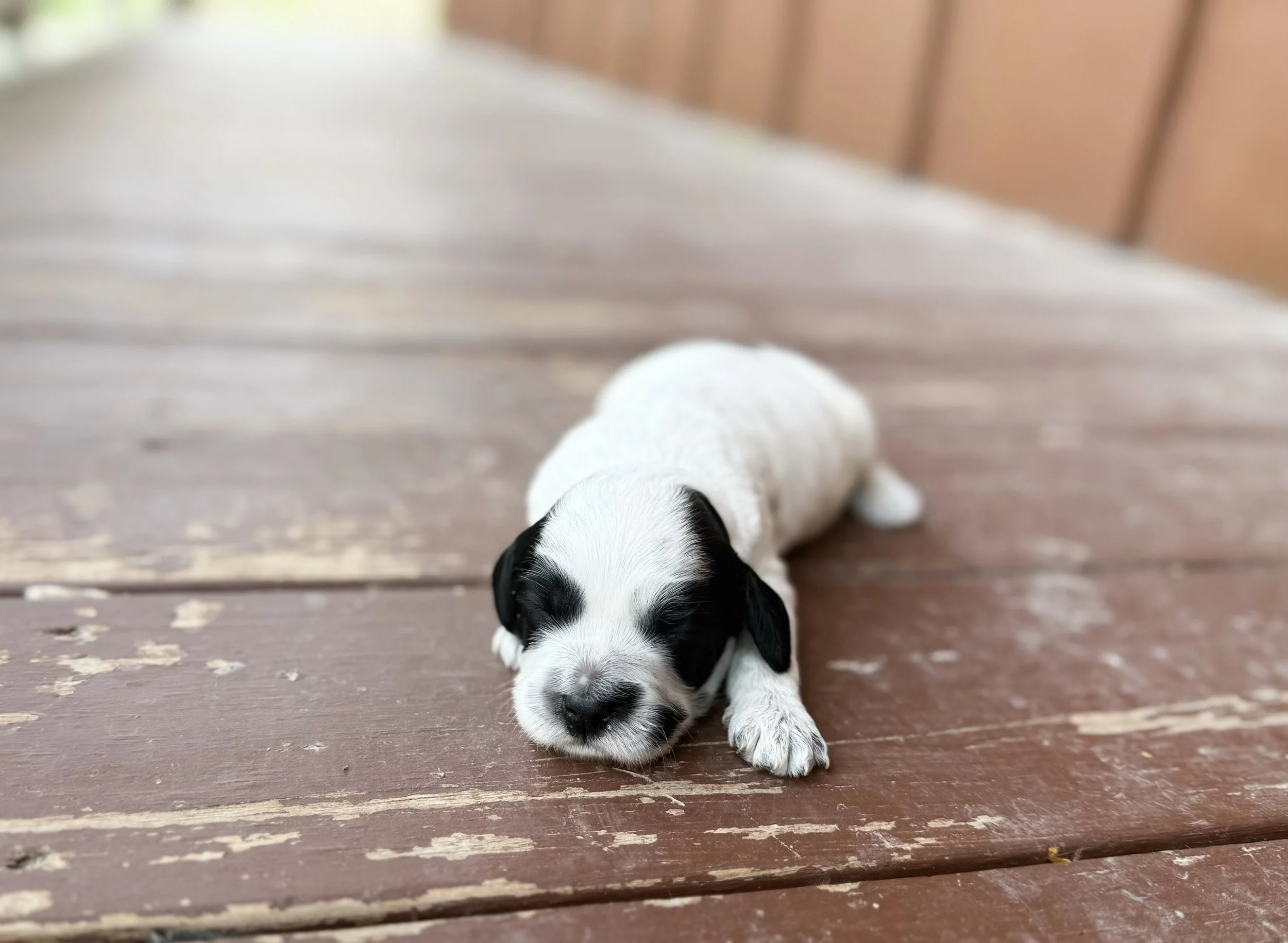 roan labradoodle puppy