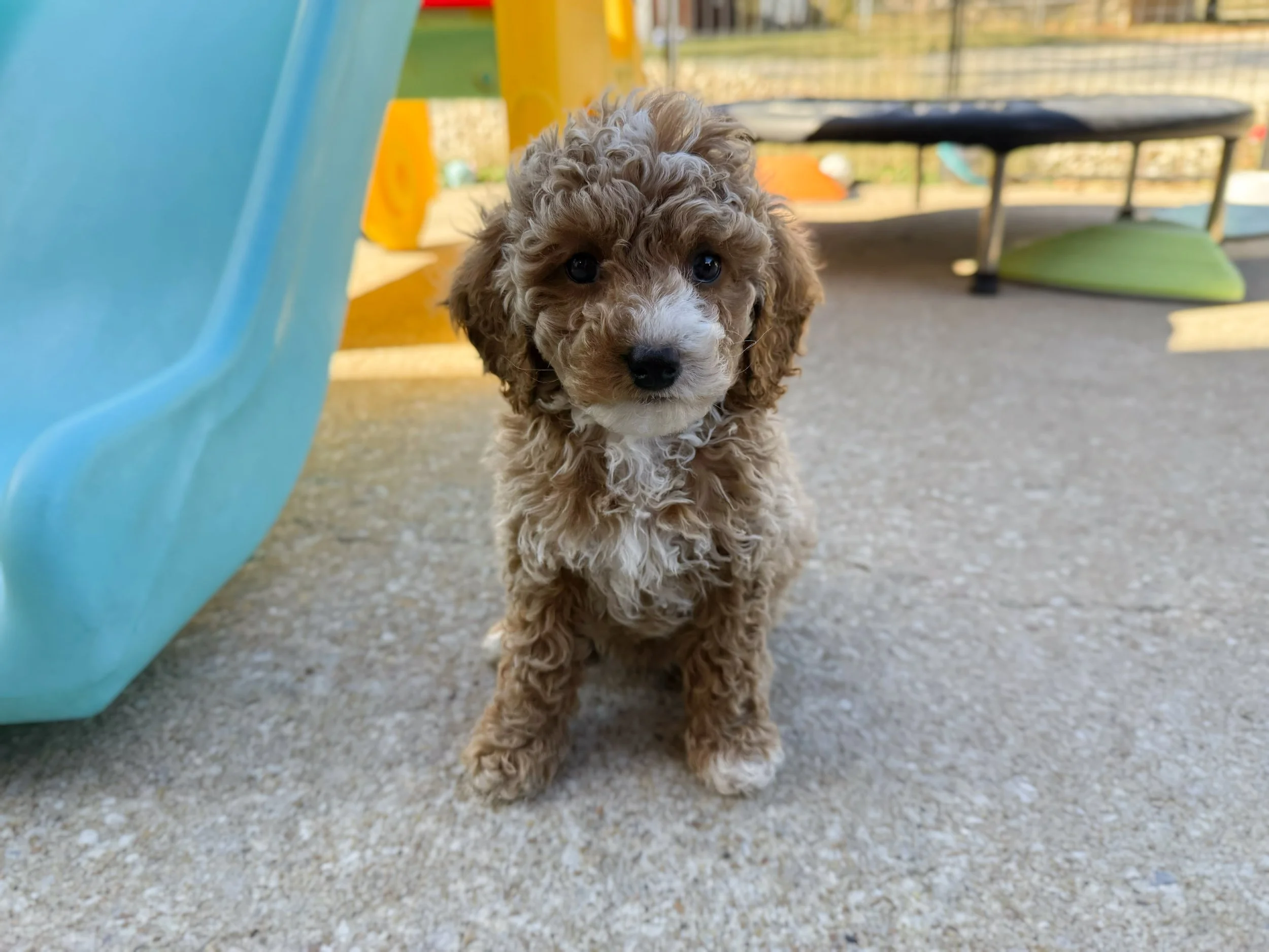 cavapoo breeders