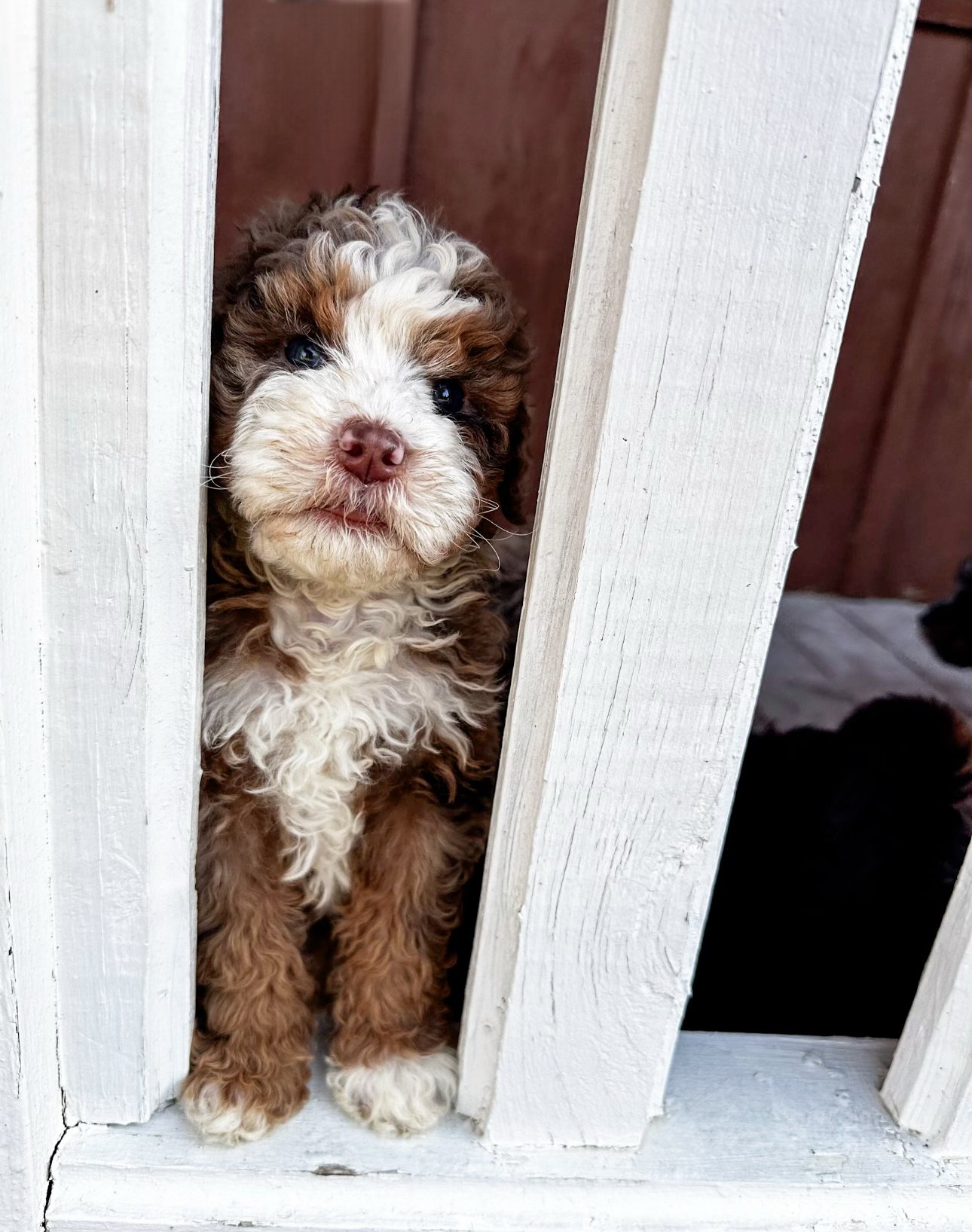 curly coat merle doodle puppies