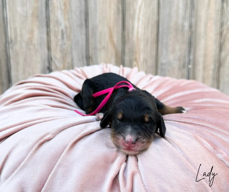 phantom australian bernedoodle puppy