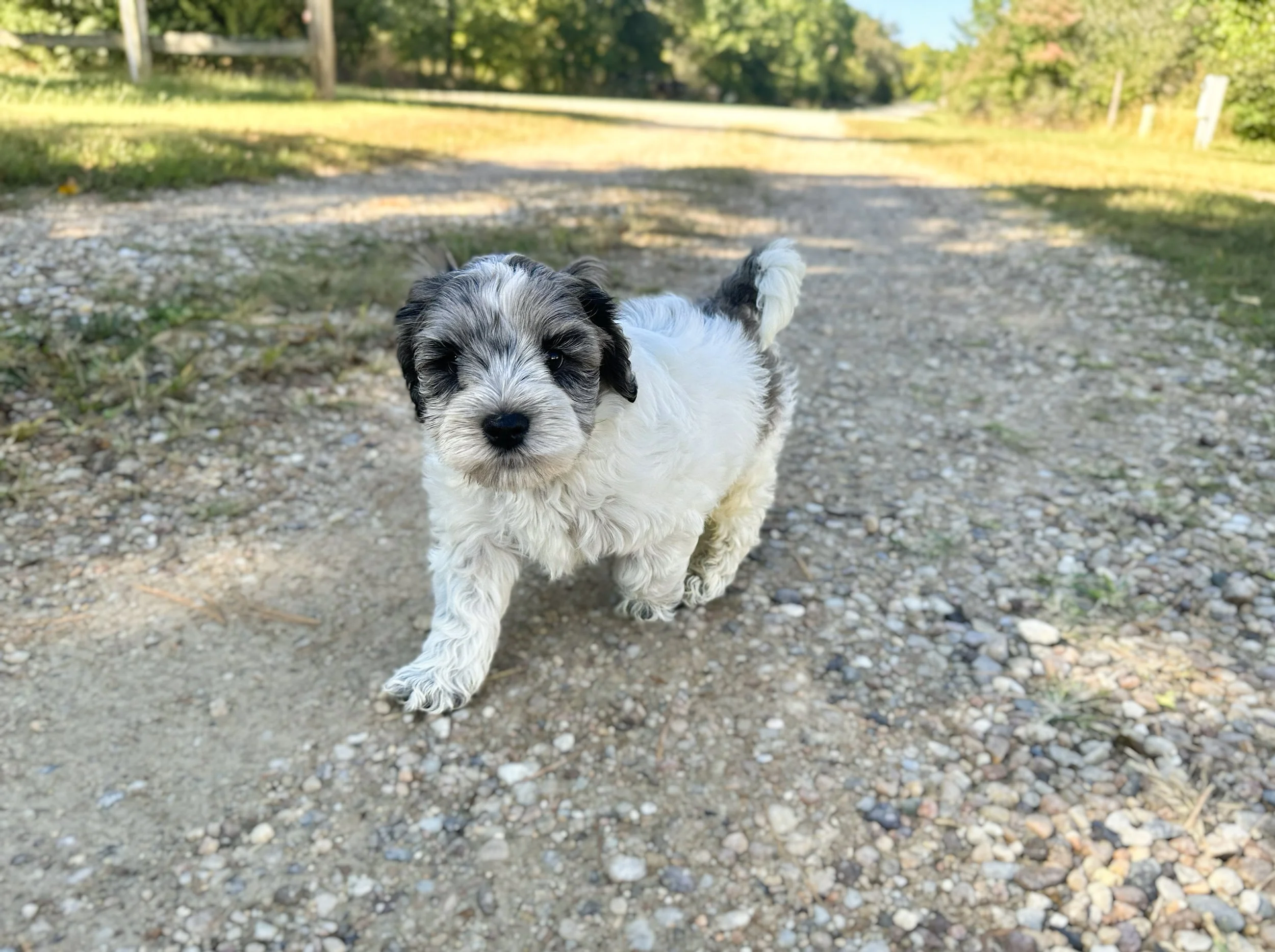 cute merle doodle puppy playing outside