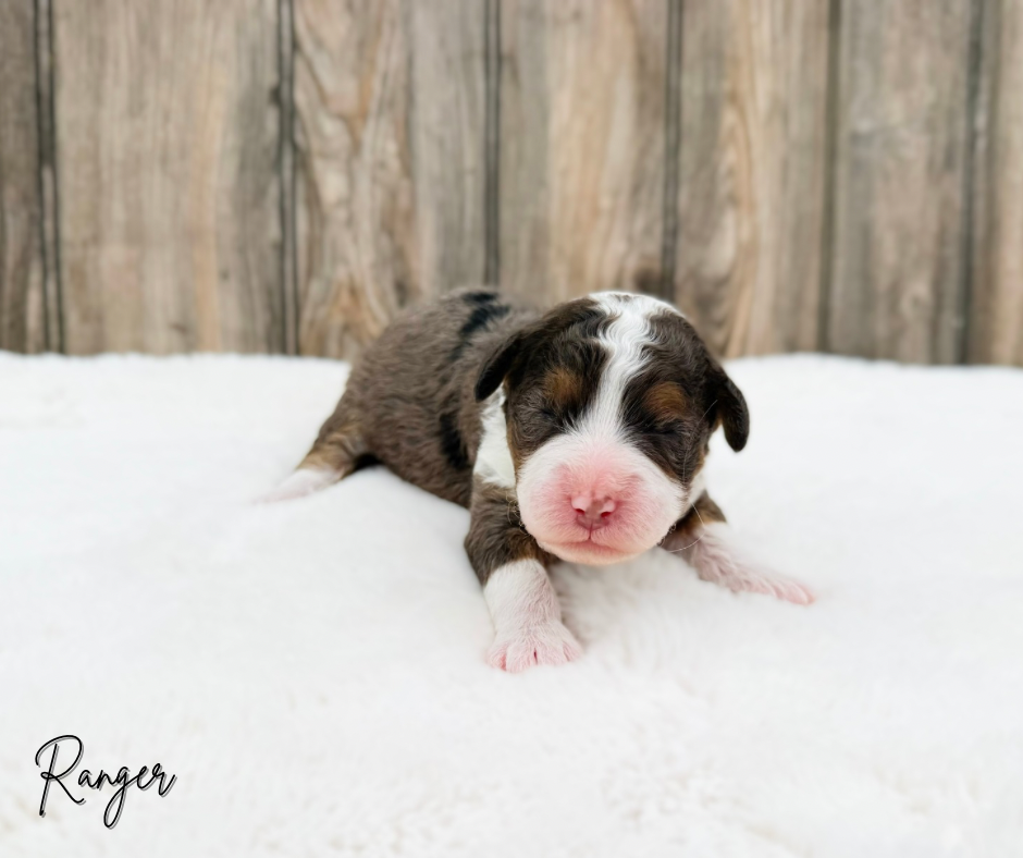 merle bernedoodles for sale near me