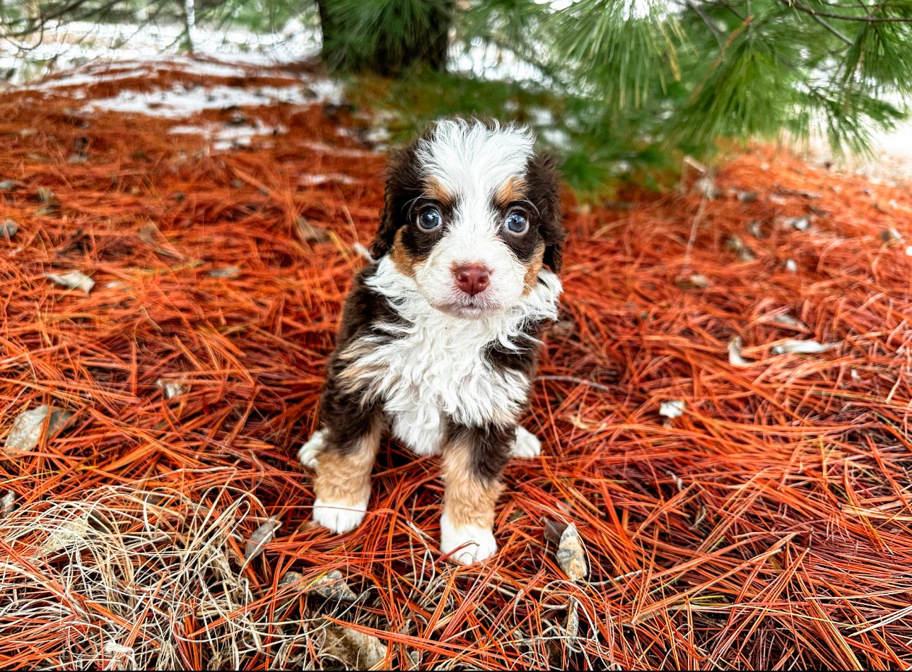 cute bernedoodle puppies