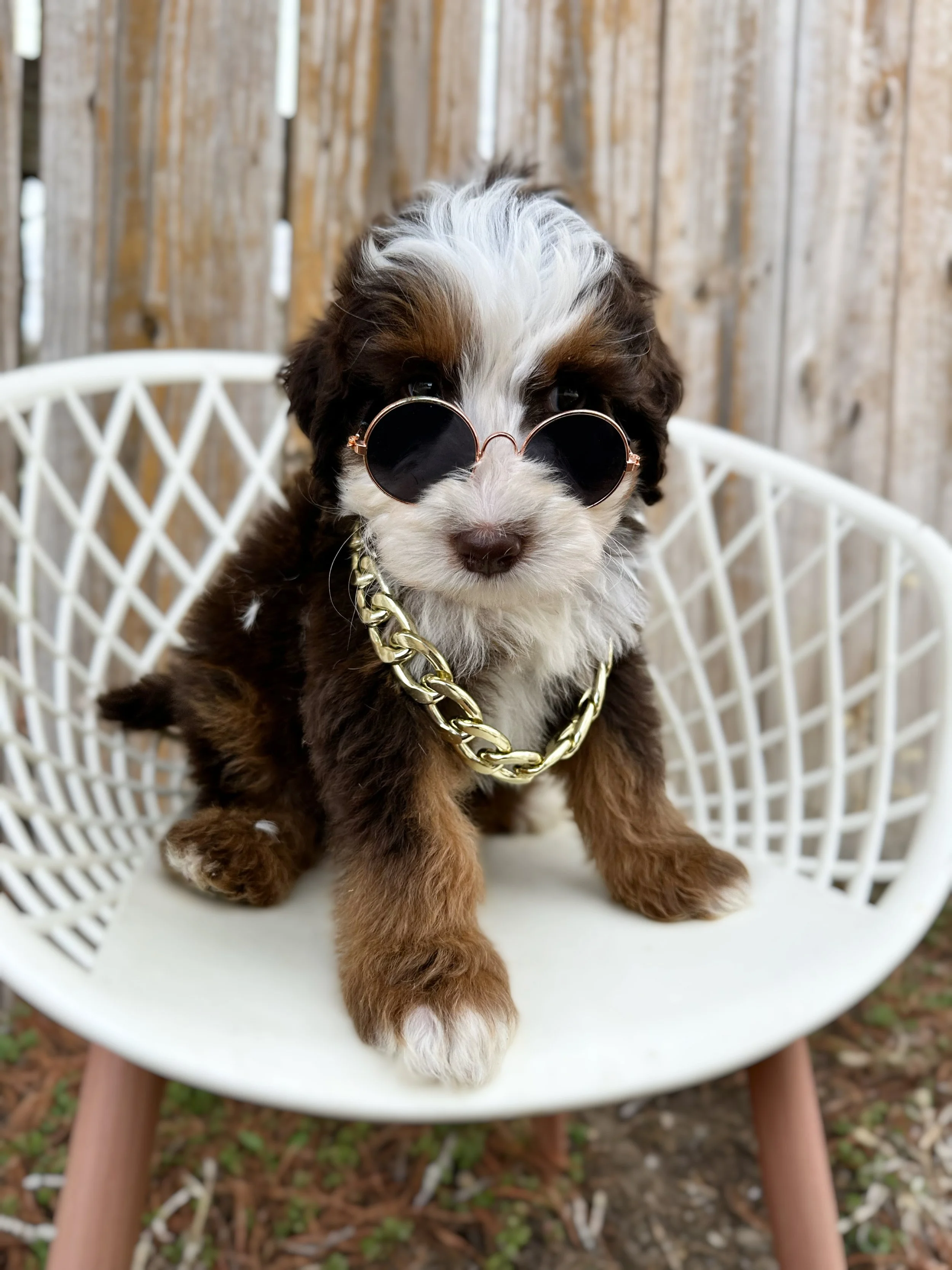 cute bernedoodle puppies