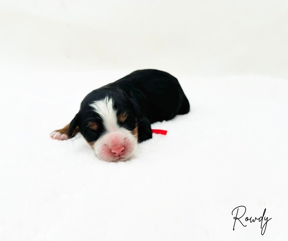 straight coat tri bernedoodle puppy