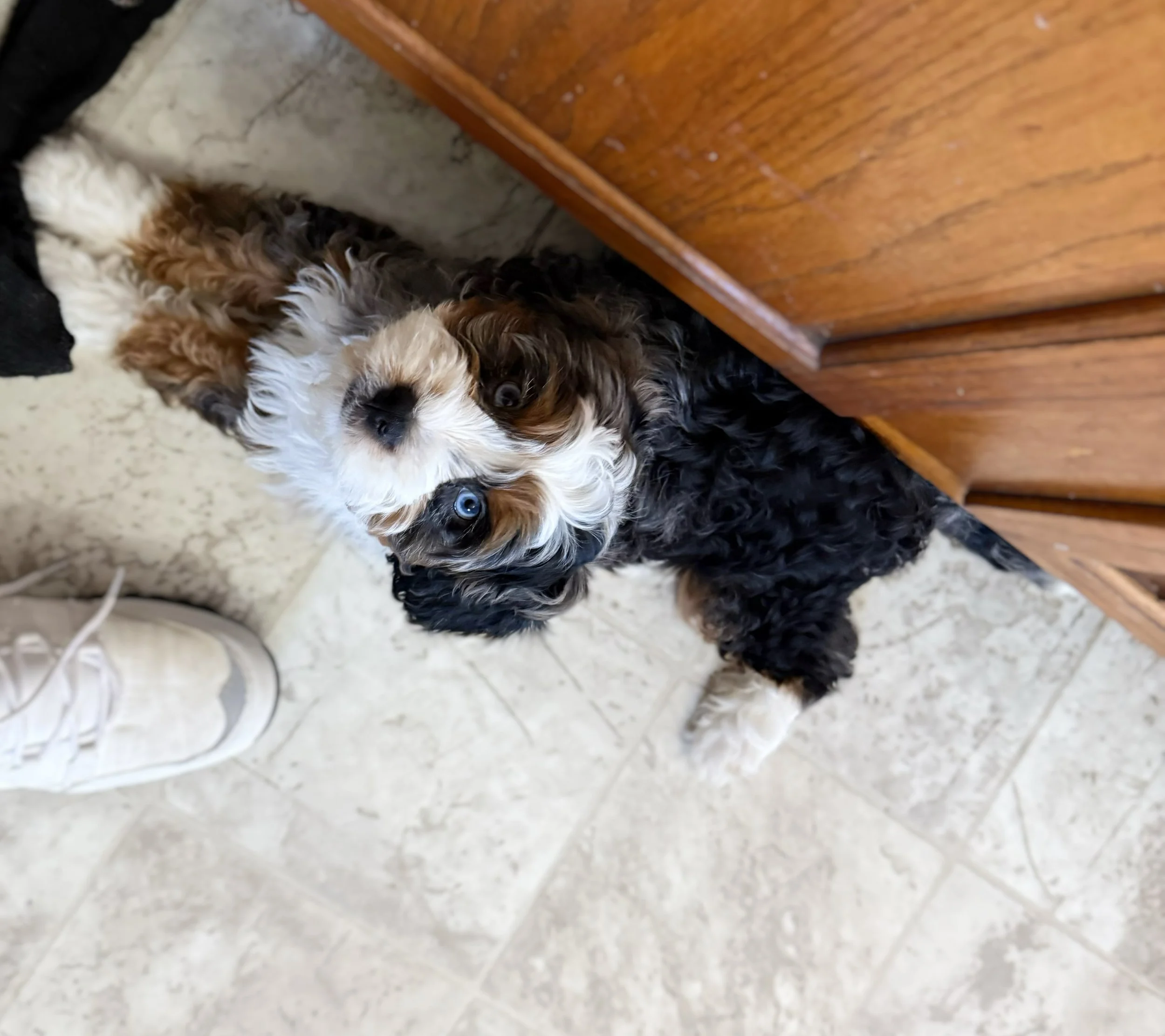 merle tri cavapoo puppy