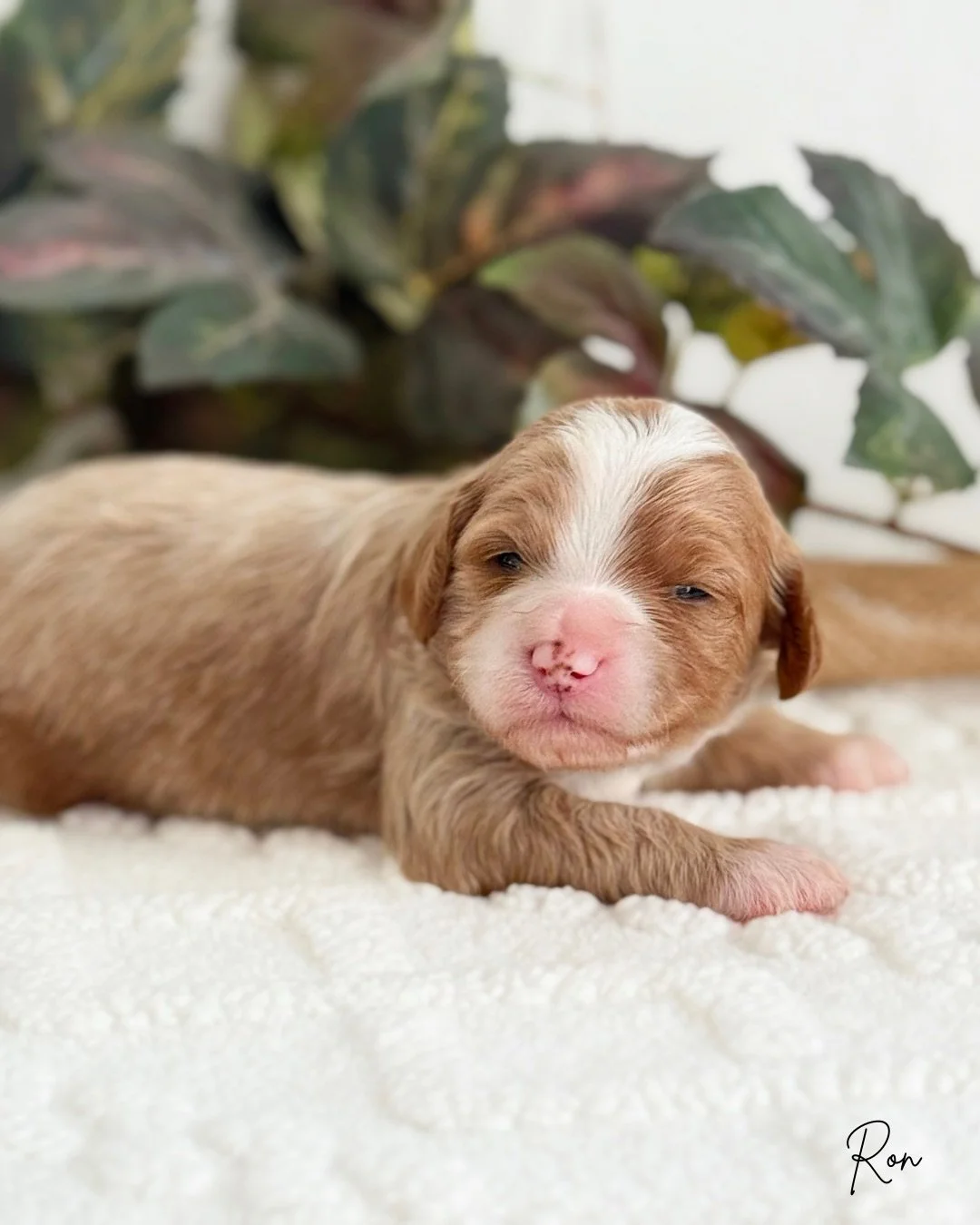 cavadoodle breeders near me