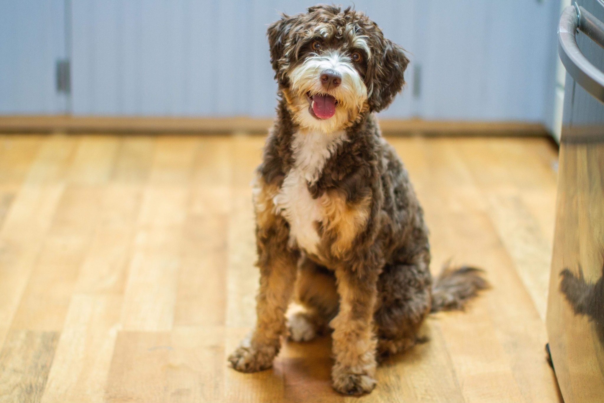 Bernedoodle Ma s DOODLES OF OZ mini-bernedoodle-puppies-sandpoint-doodles-labradoodle