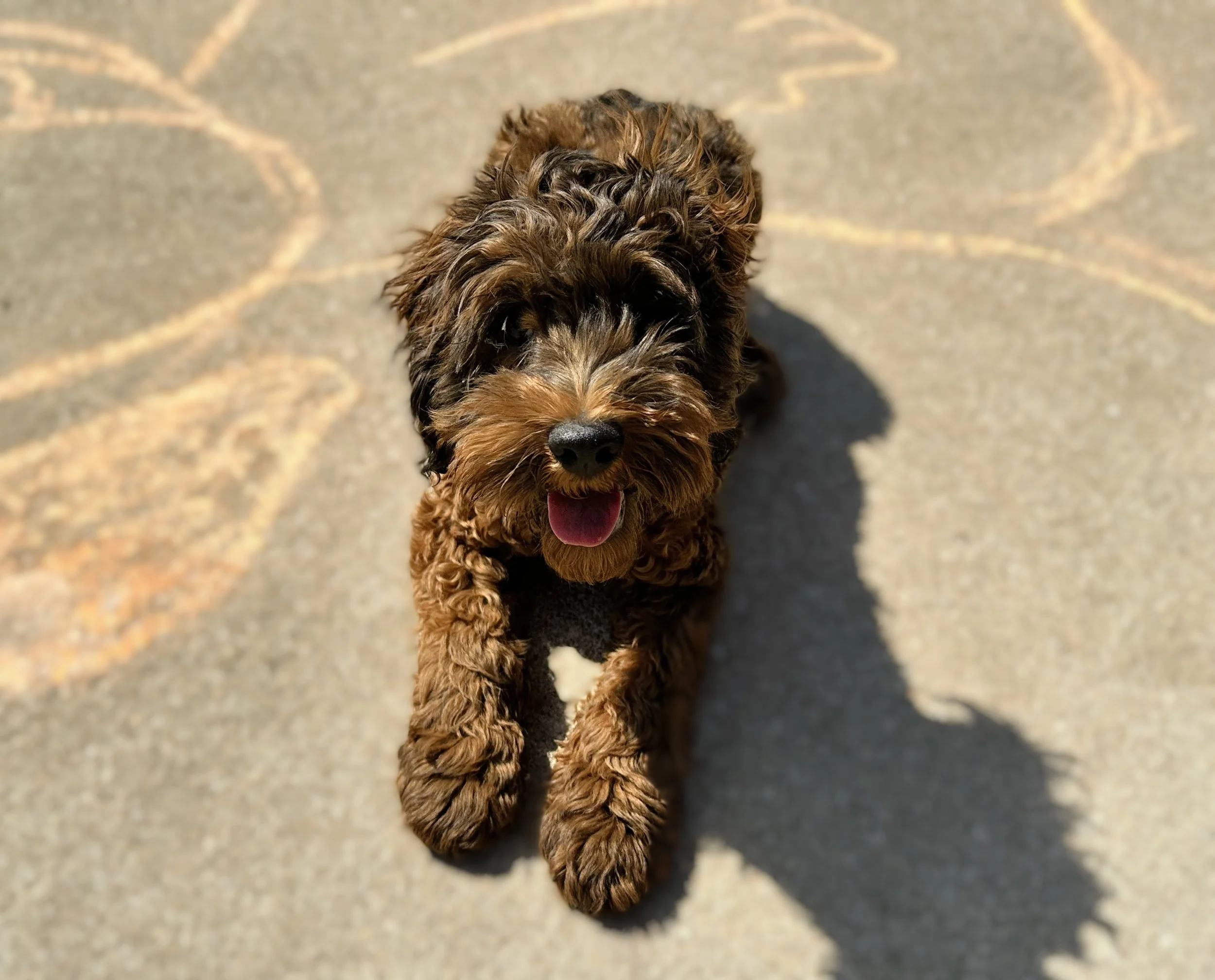 sable cockapoo full grown