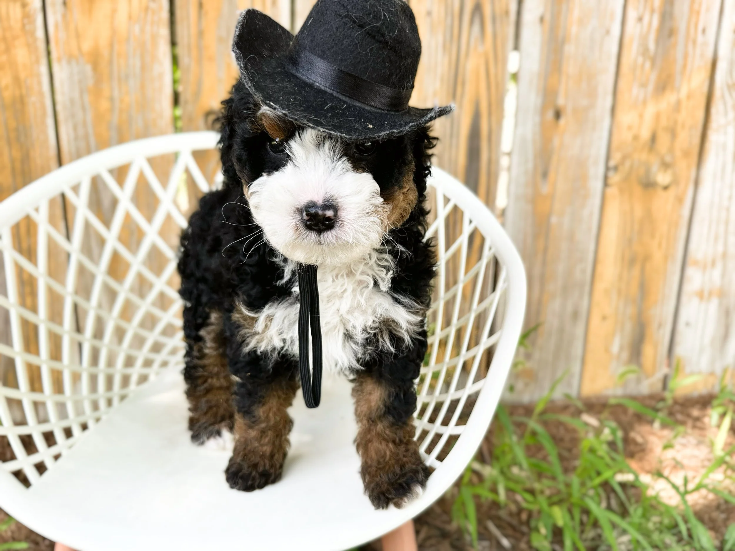 midwest multigen bernedoodle breeder