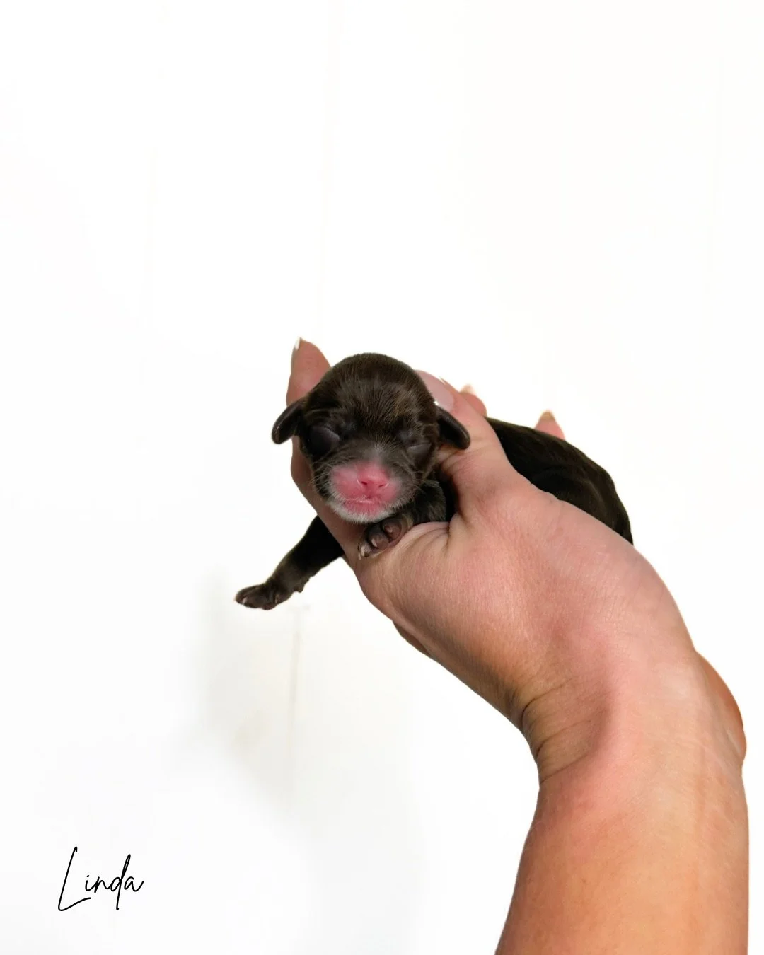chocolate cavapoo for adoption