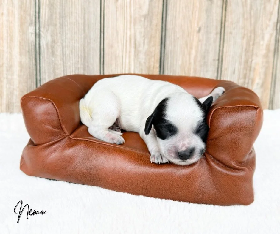 roan labradoodle puppies