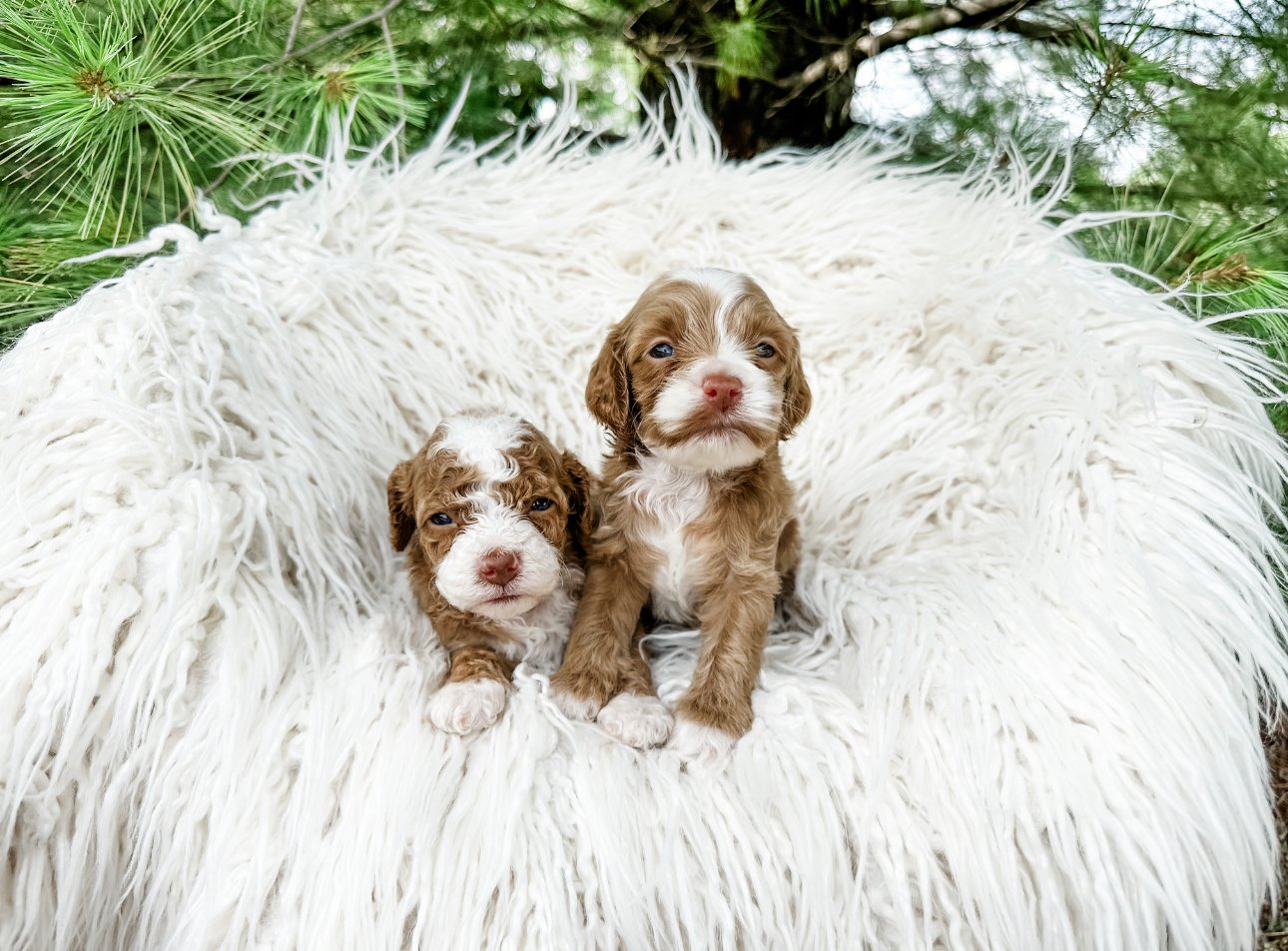 HOW BIG DO LABRADOODLES GET FULL GROWN