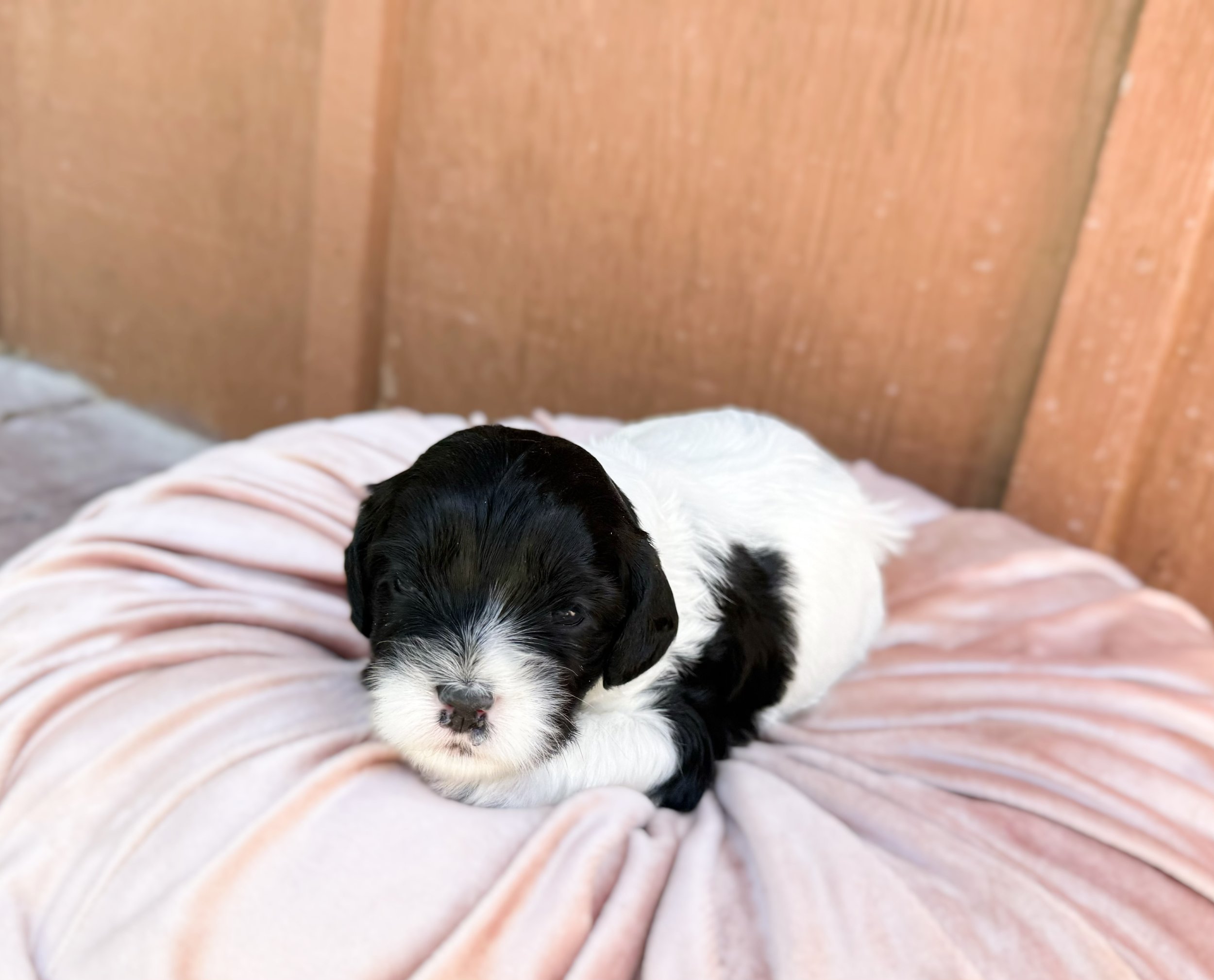 black and white cavapoo puppy