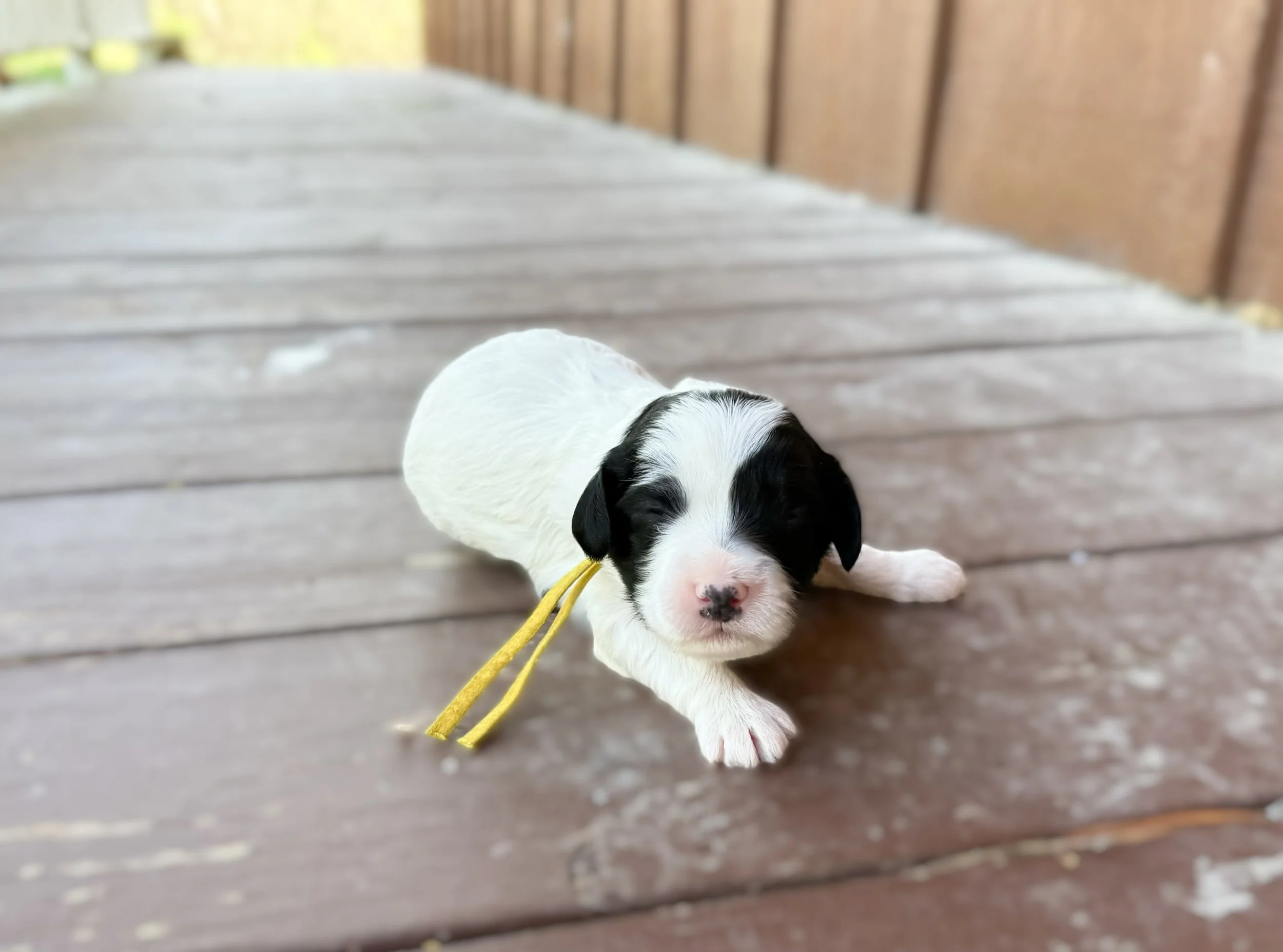 parti cavoodle breeder