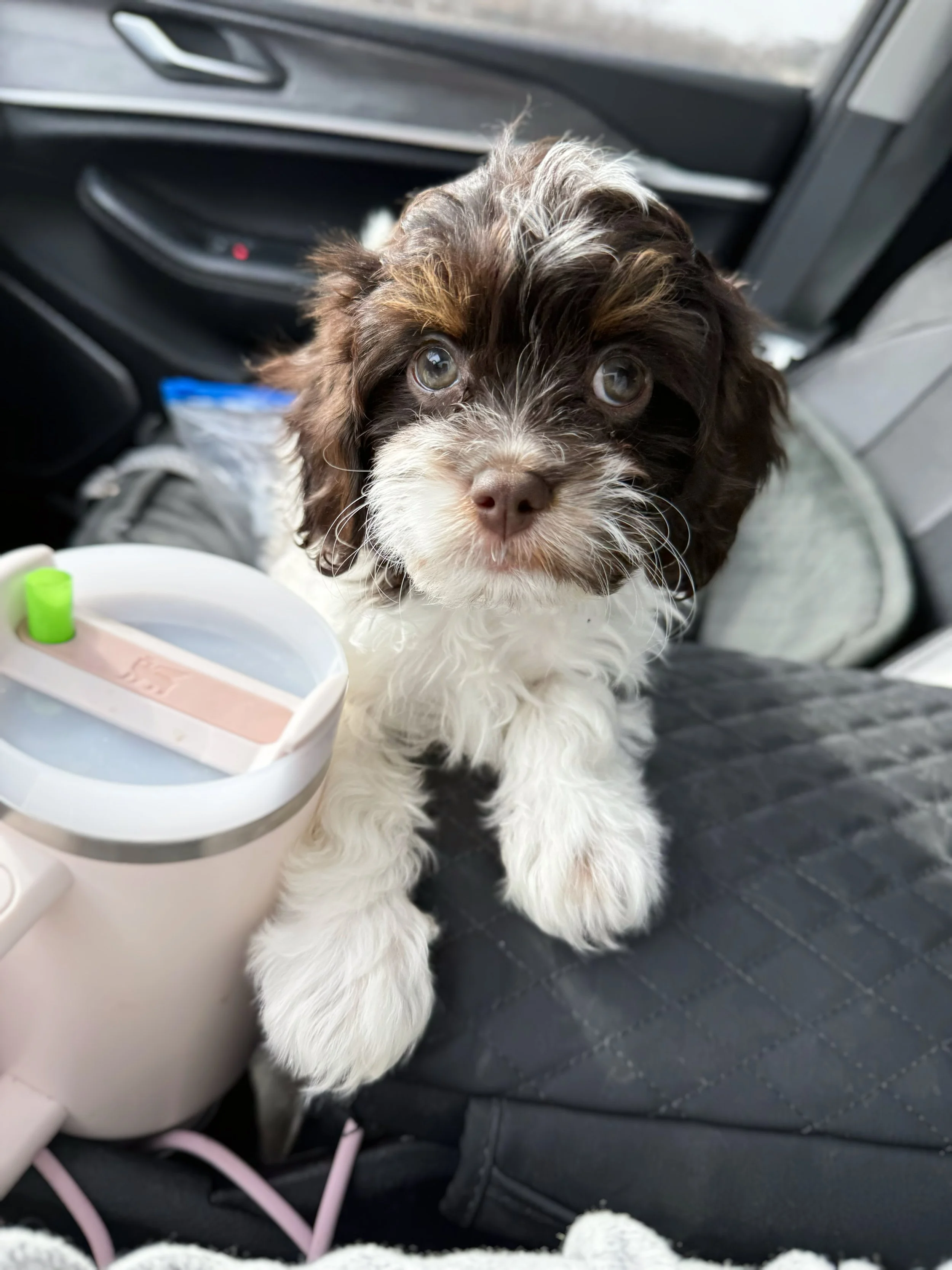 chocolate tri cavapoo breeders