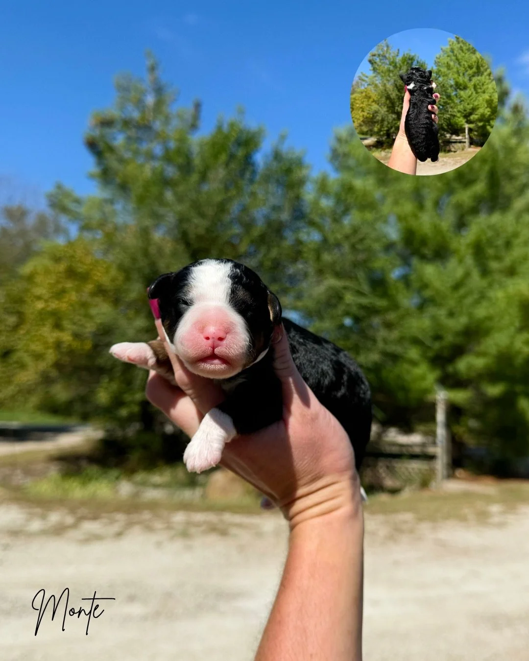 Multigen bernedoodle puppies near me