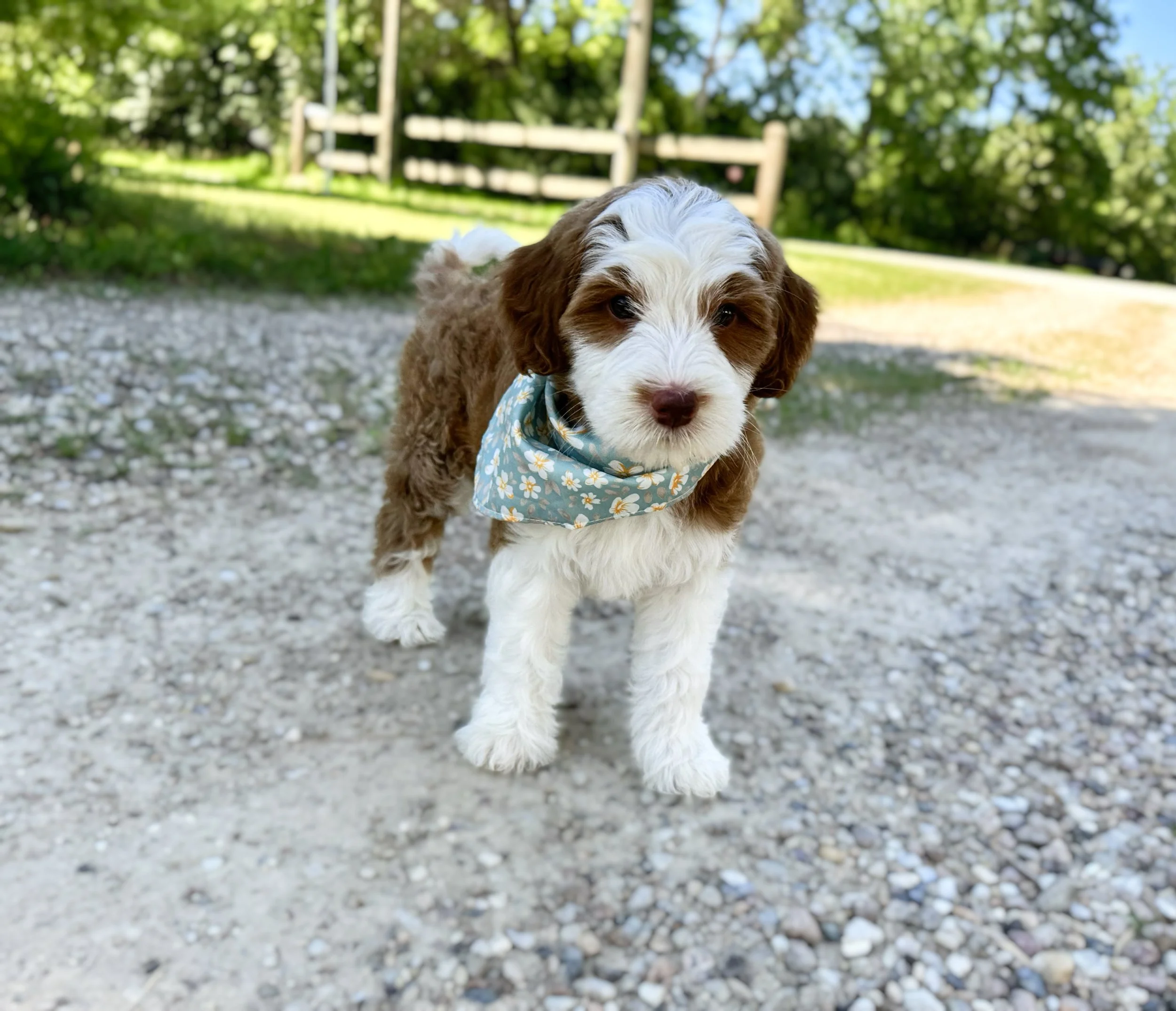 bernedoodle breeders financing