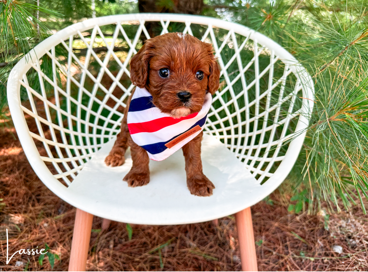 how small are cavapoos