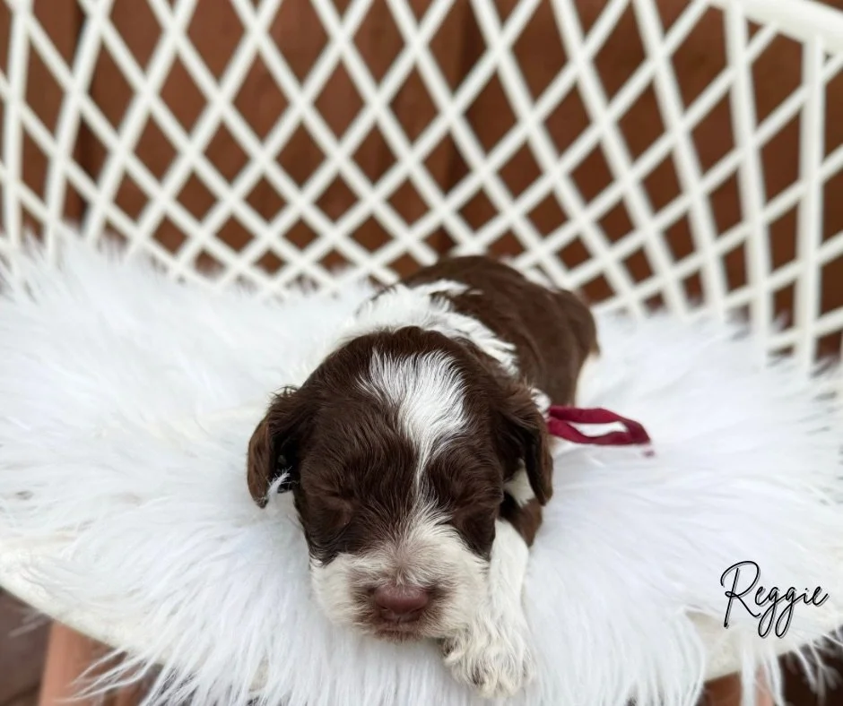 ROAN LABRADOODLES FOR SALE