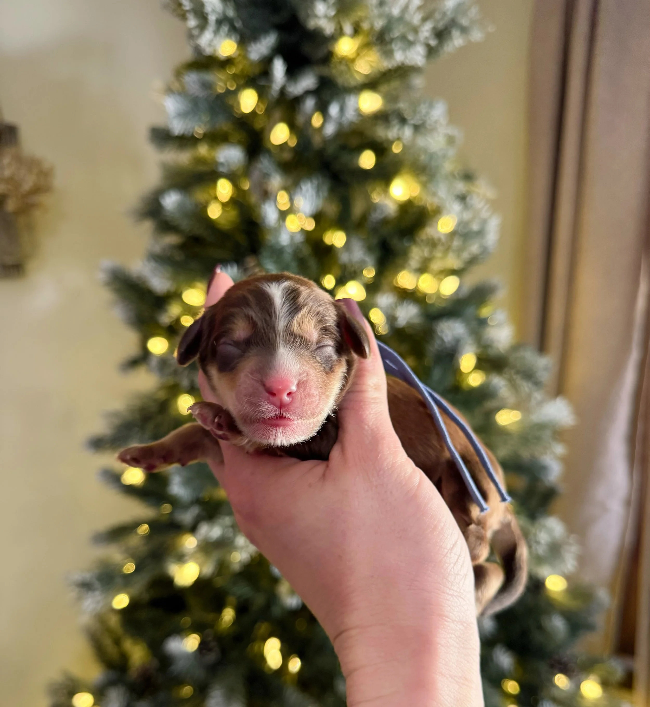 chocolate sable bernedoodles