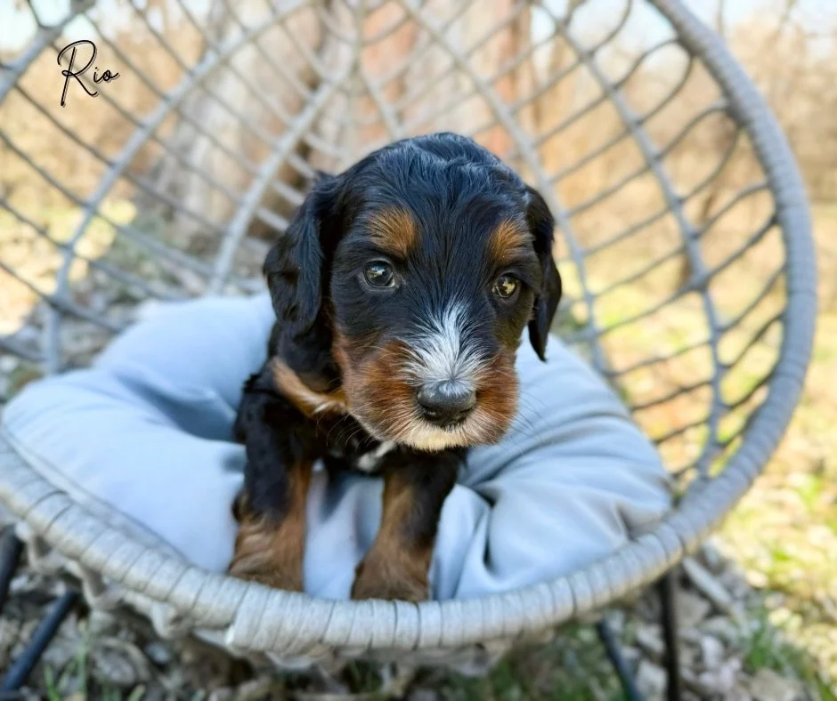 best bernedoodle breeder